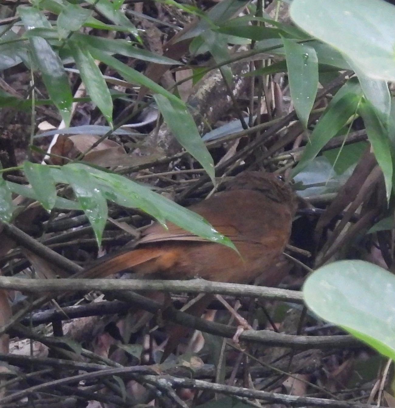 Tiê-de-bando (Habia rubica), aves, fotografado em Guararema