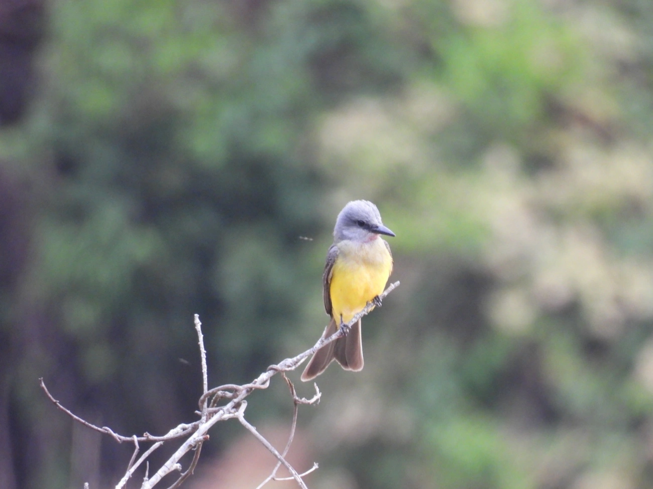 Suiriri (Tyrannus melancholicus), aves, fotografado em Itamonte