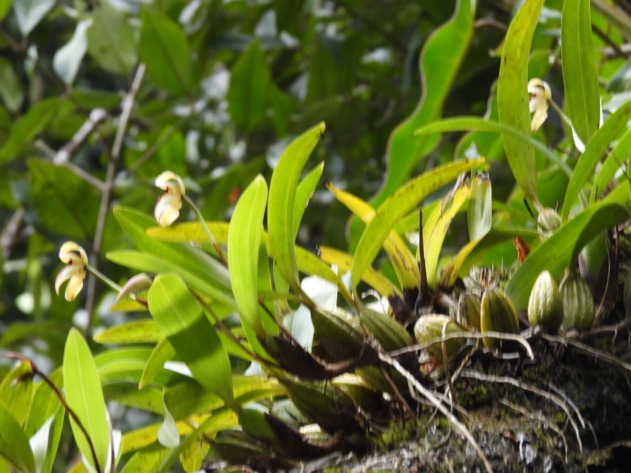 Maxilária (Maxillaria marginata), plantas, fotografado em Maresias, São Sebastião