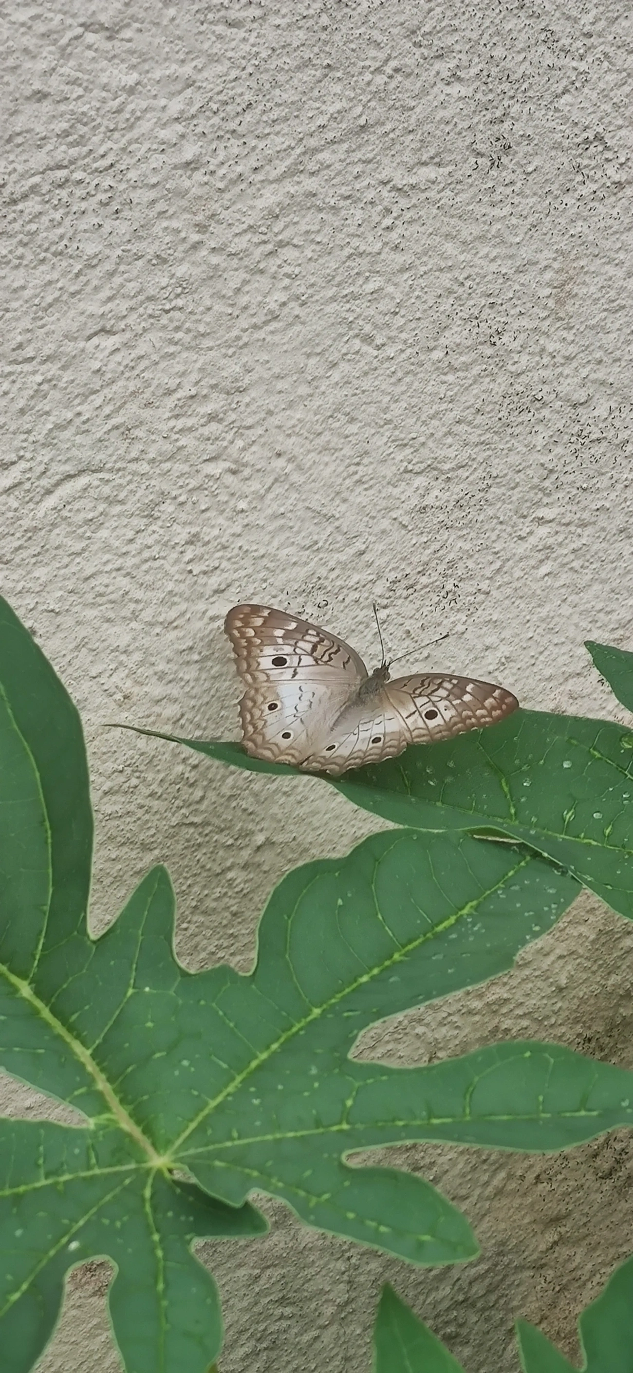 Borboleta-pavão-branco (Anartia jatrophae), insetos, fotografado em Maresias, São Sebastião