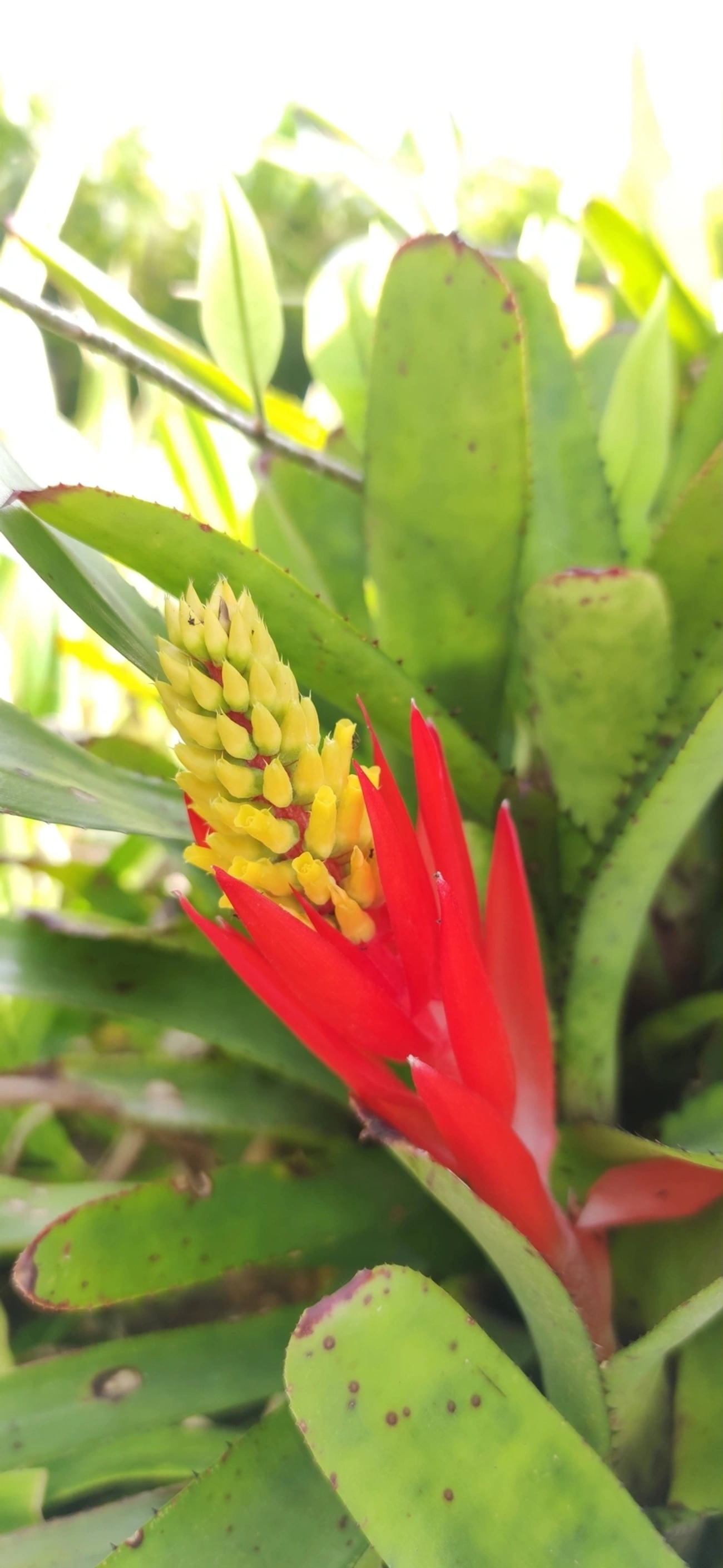 Chupa-chupa (Aechmea nudicaulis), plantas, fotografado em Maresias, São Sebastião