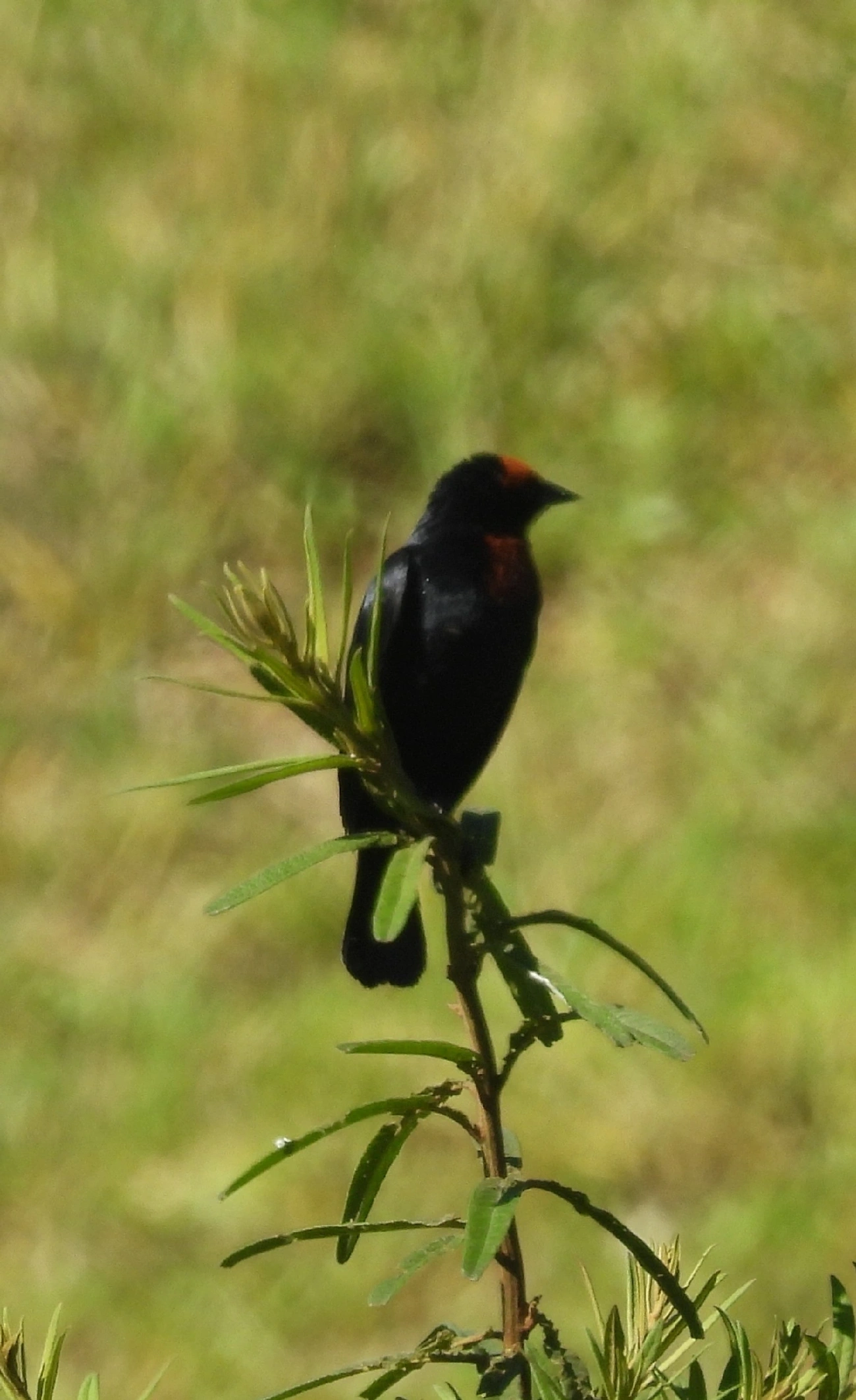 Garibaldi (Chrysomus ruficapillus), aves, fotografado em Queluz
