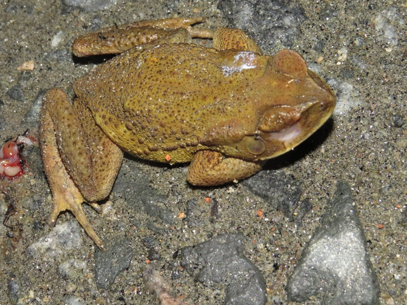 Cururu-amarelo (Rhinella icterica), anfíbios, fotografado em Maresias, São Sebastião