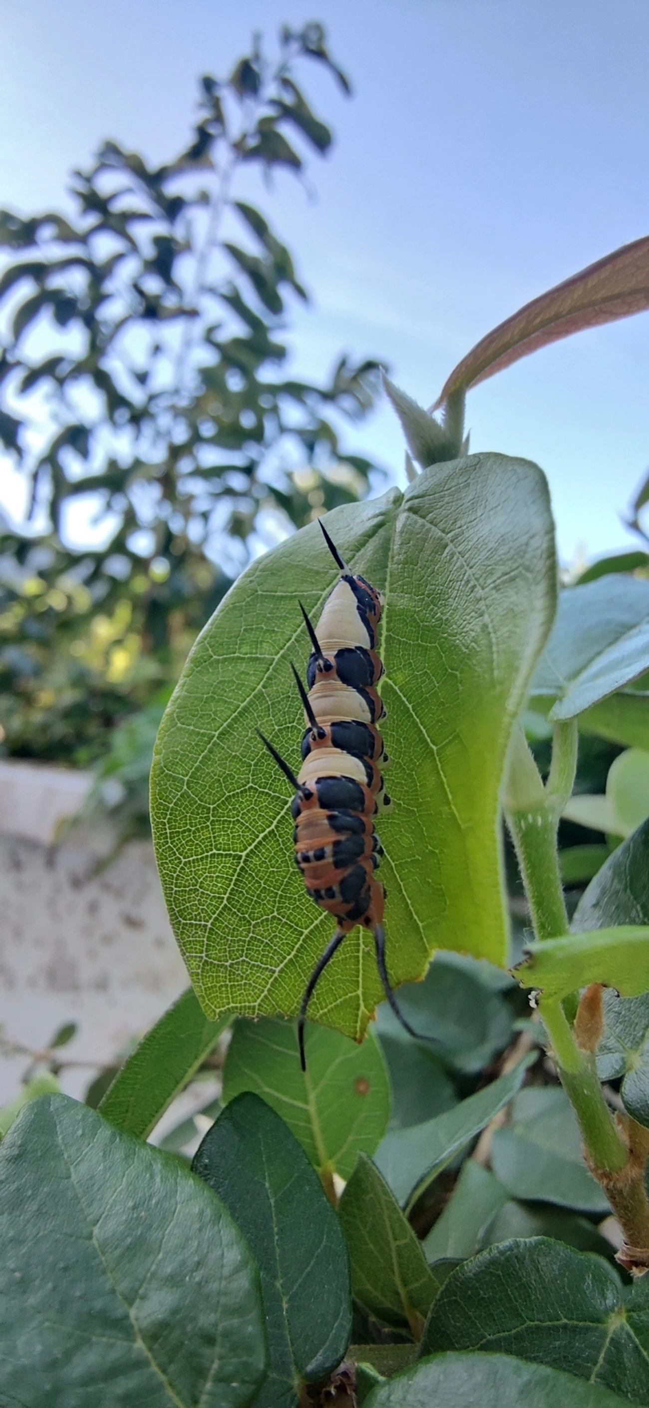 Borboleta-Asas-de-Punhal (Marpesia petreus), insetos, fotografado em Maresias, São Sebastião