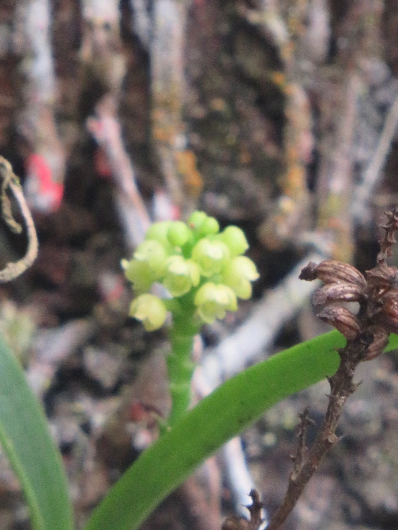 Polystachya, plantas, fotografado em Maresias, São Sebastião