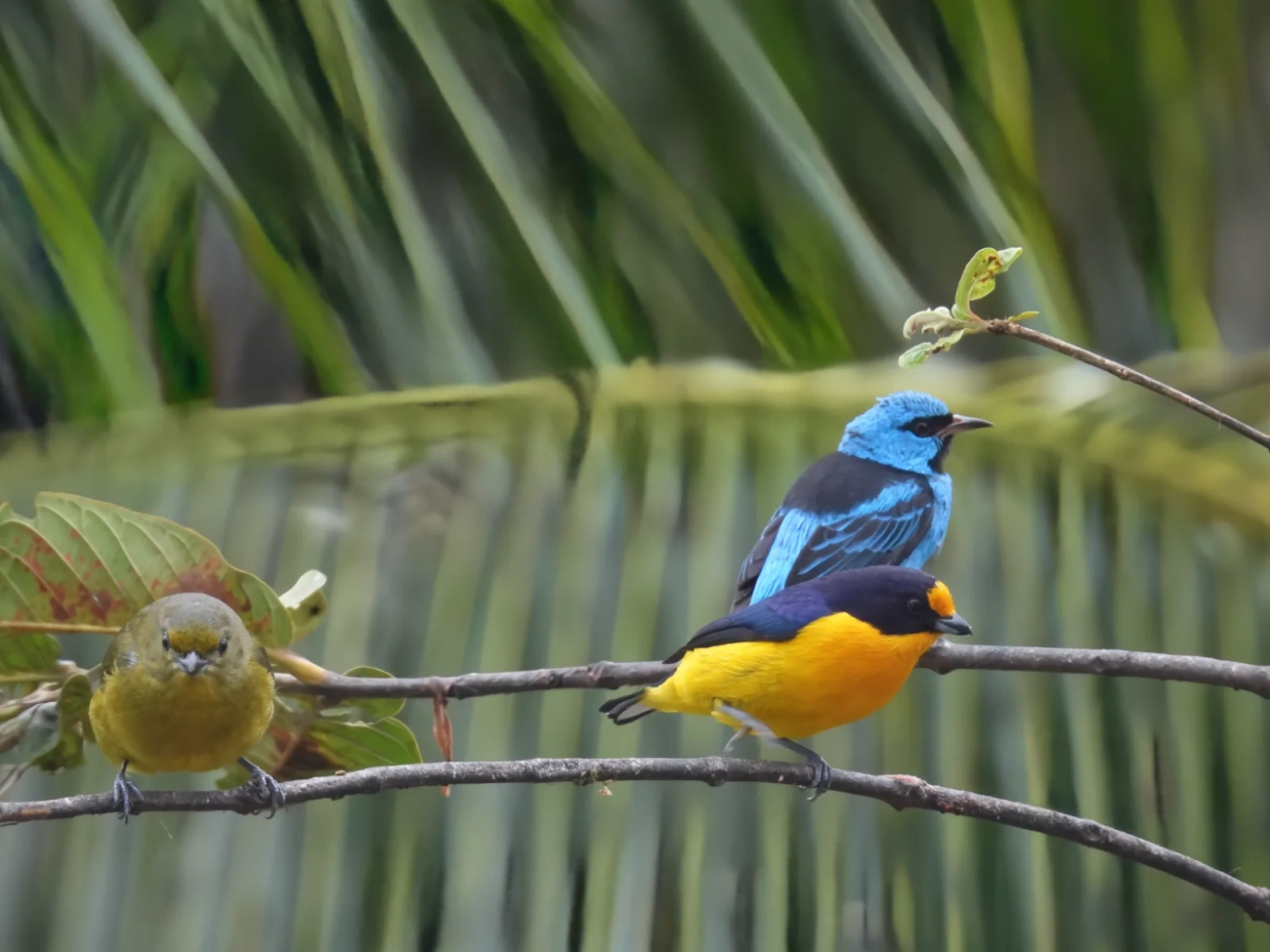 Saí-azul (Dacnis cayana), aves, fotografado em Maresias, São Sebastião