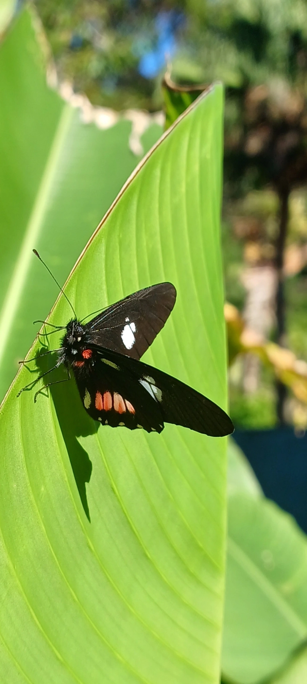 Branca-mimética (Archonias brassolis), insetos, fotografado em Maresias, São Sebastião