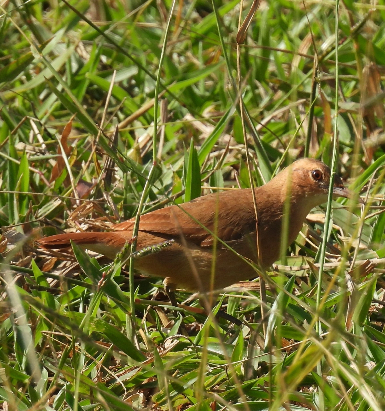 João-de-barro (Furnarius rufus), aves, fotografado em Rua Coronel João Leme, Bragança Paulista