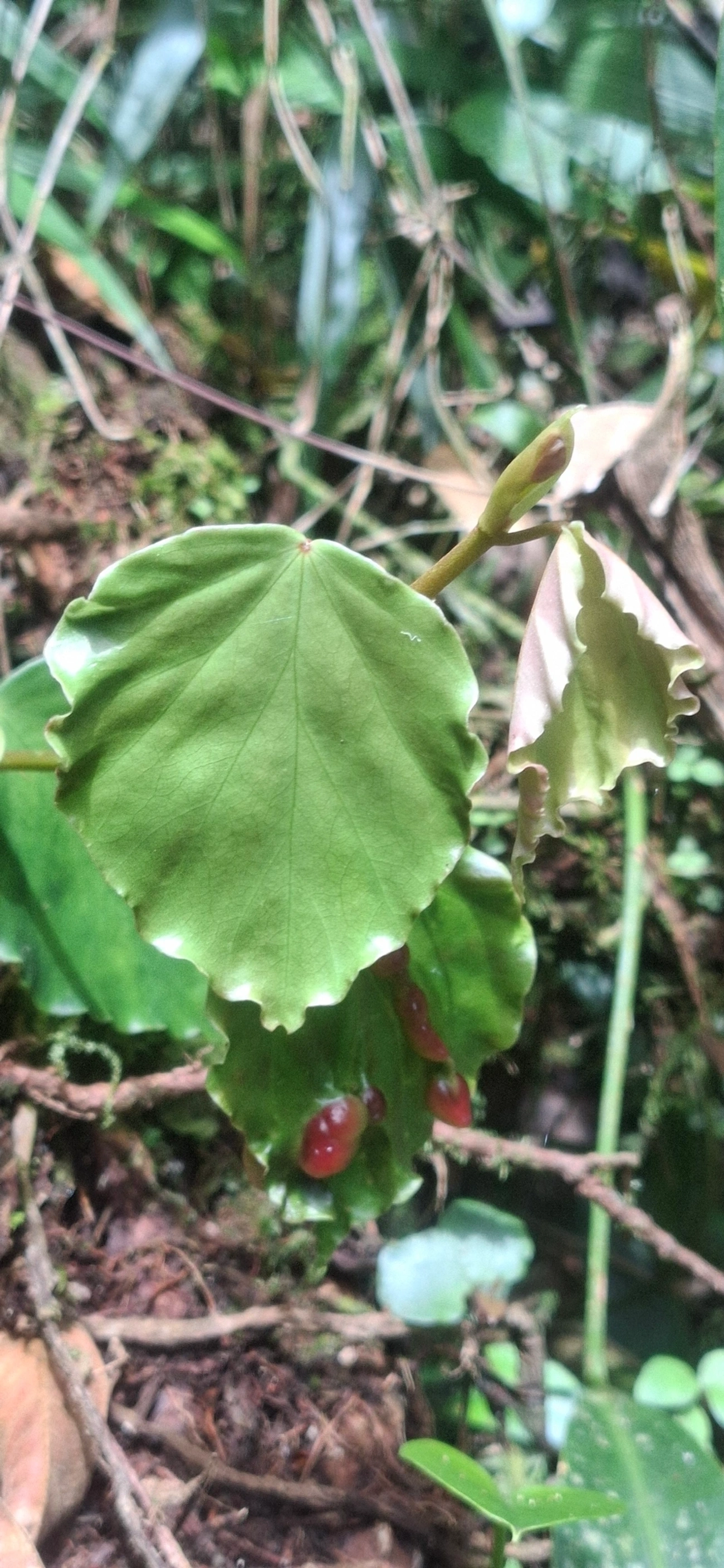 Insetos (Insecta), insetos, fotografado em Pedra Selada