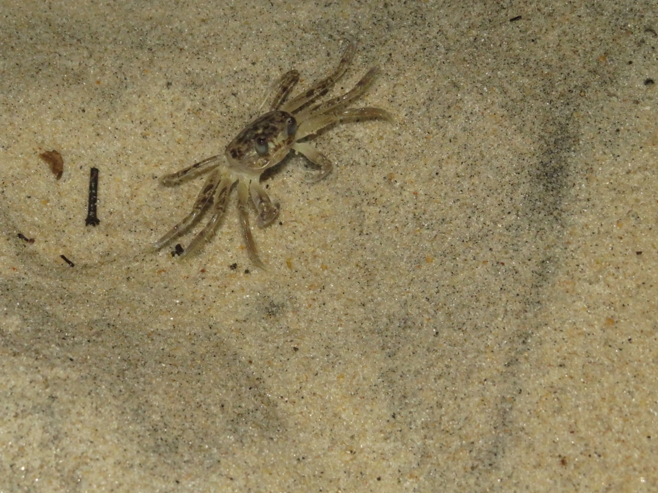 Maria-farinha (Ocypode quadrata), crustáceos, fotografado em Maresias, São Sebastião