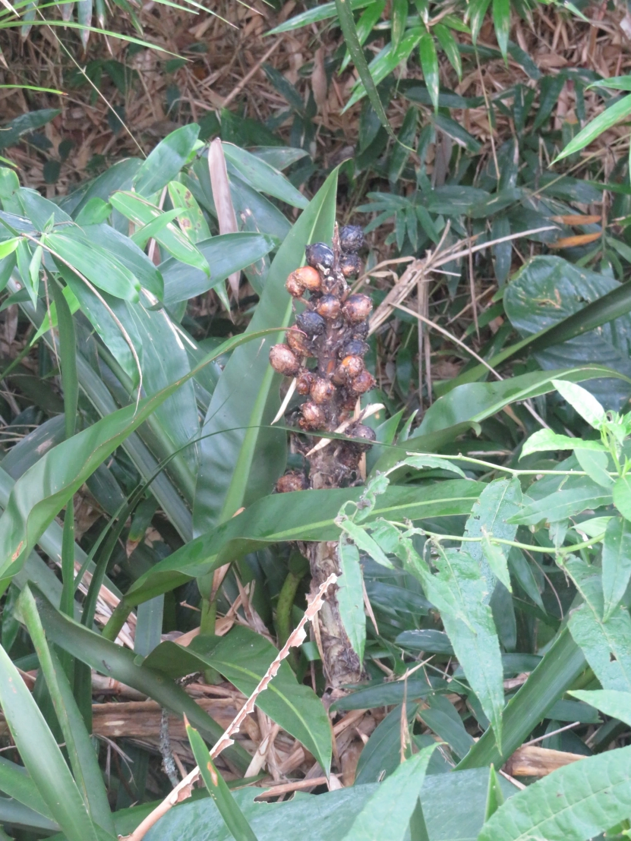 Caraguatá-do-campo (Bromelia antiacantha), plantas, fotografado em Indaiá, Caraguatatuba