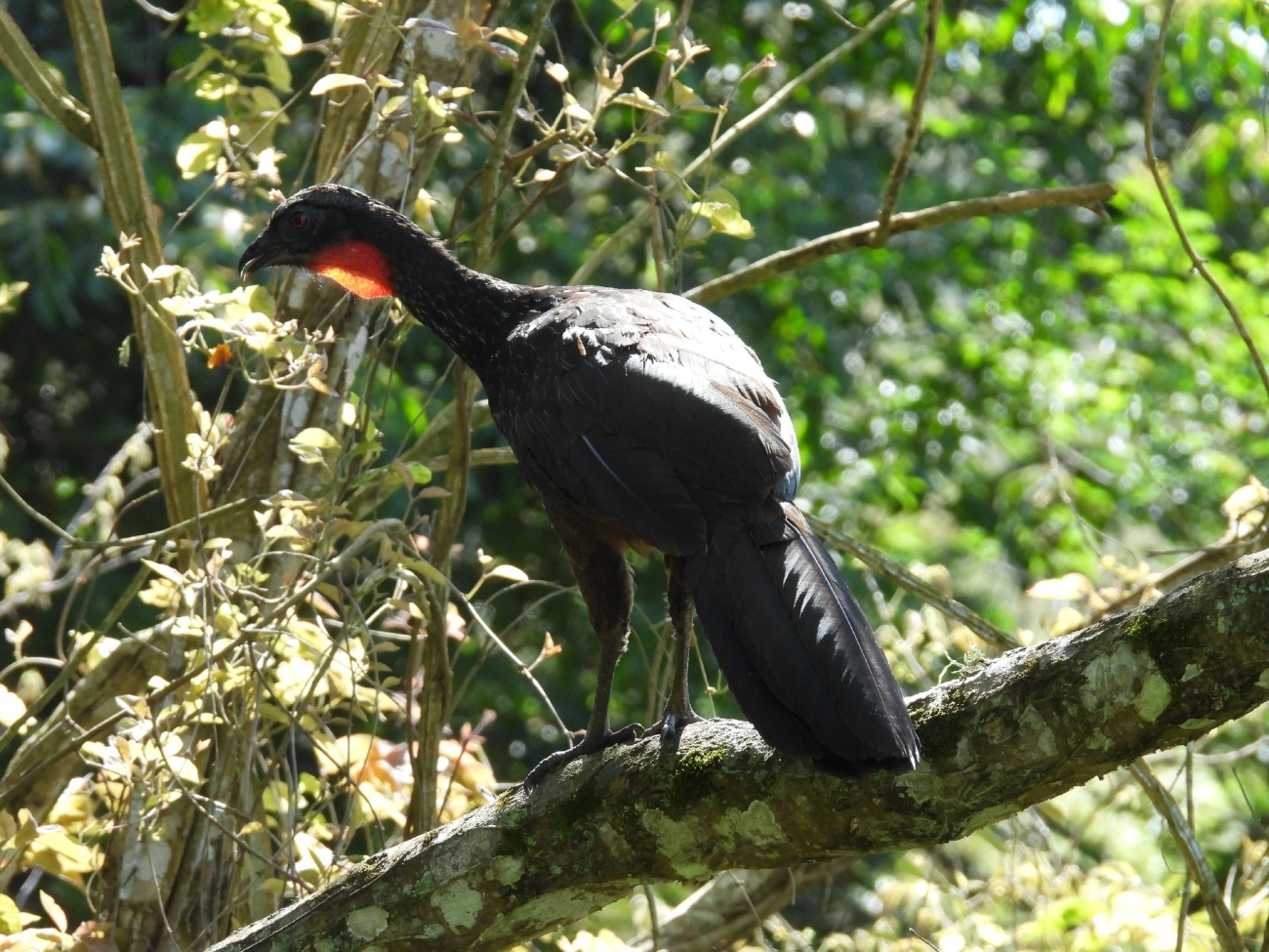 Jacuaçu (Penelope obscura), aves, fotografado em São Luíz do Paraitinga