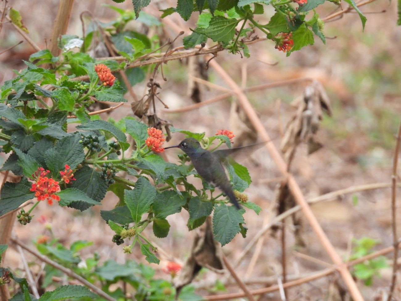 Beija-flor-de-peito-azul (Chionomesa lactea), aves, fotografado em Itamonte