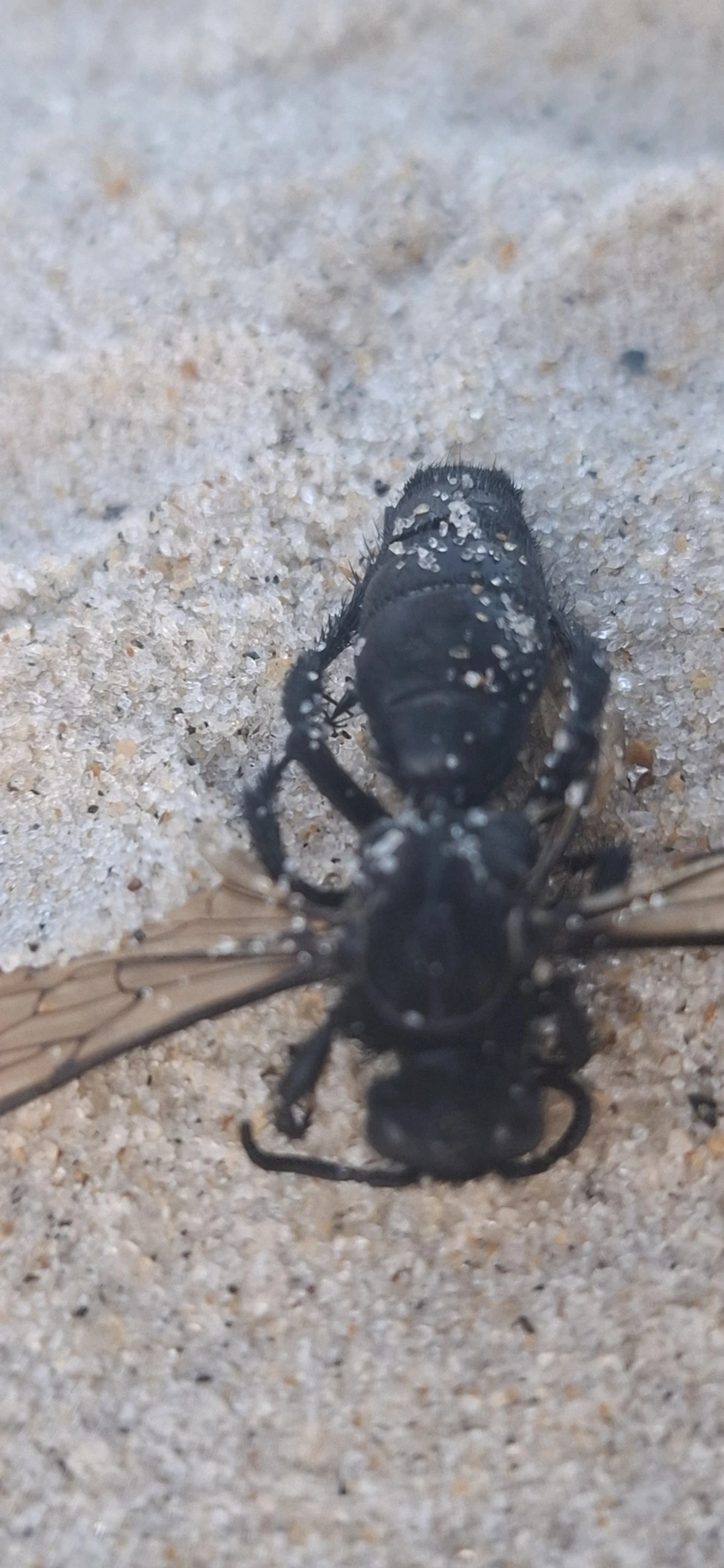 Scoliidae, insetos, fotografado em São Sebastião