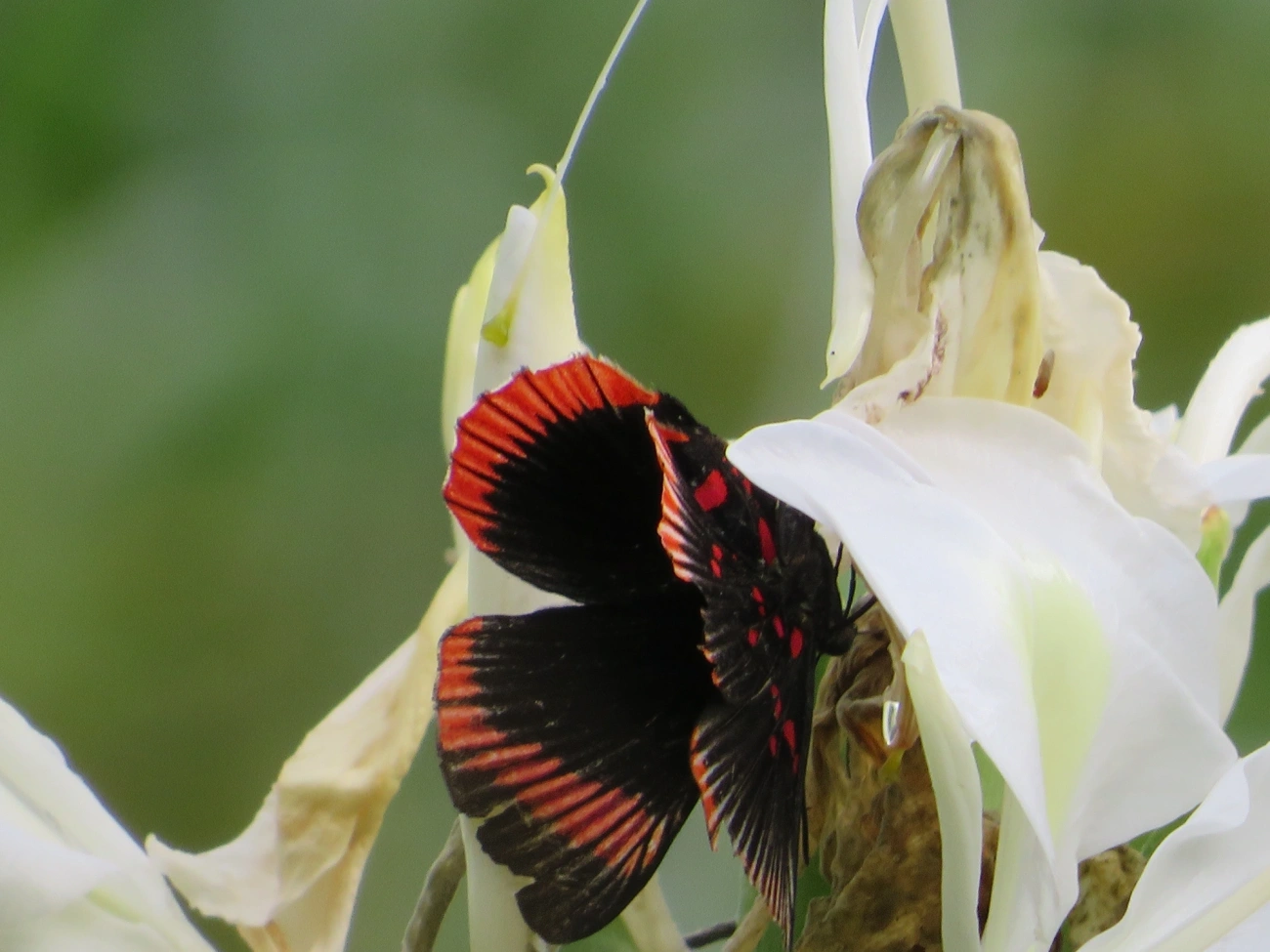 Lyropteryx lyra, insetos, fotografado em Maresias, São Sebastião