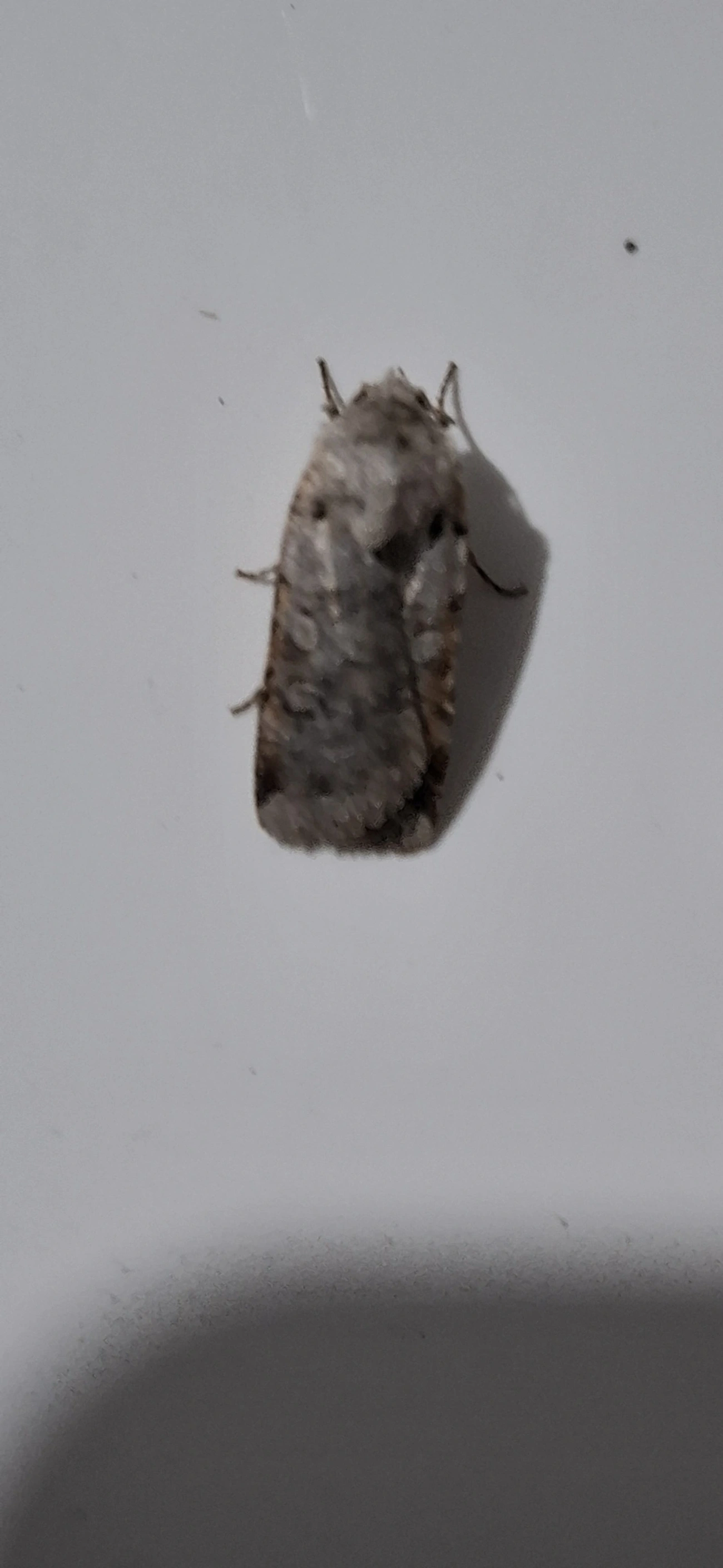 Noctuidae, insetos, fotografado em Itamonte