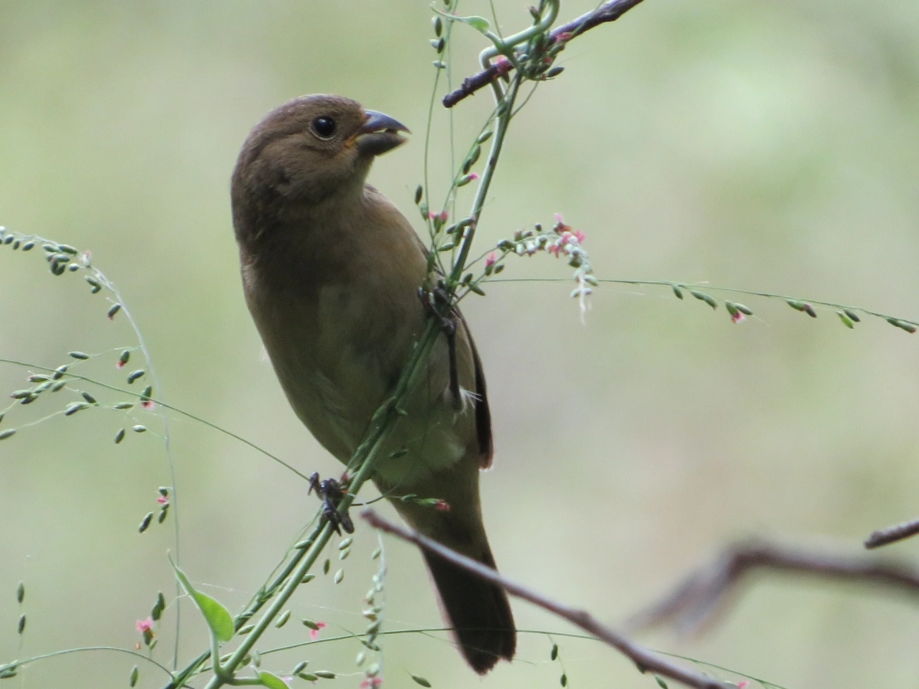 Coleirinho (Sporophila caerulescens), aves, fotografado em Maresias, São Sebastião