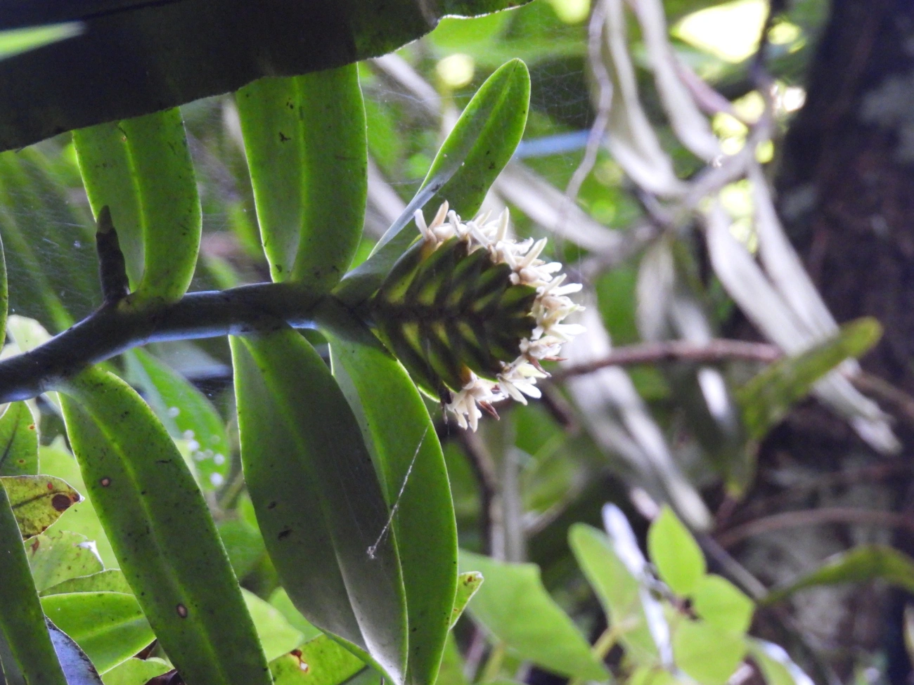 Epidendrum paranaense, plantas, fotografado em Resende