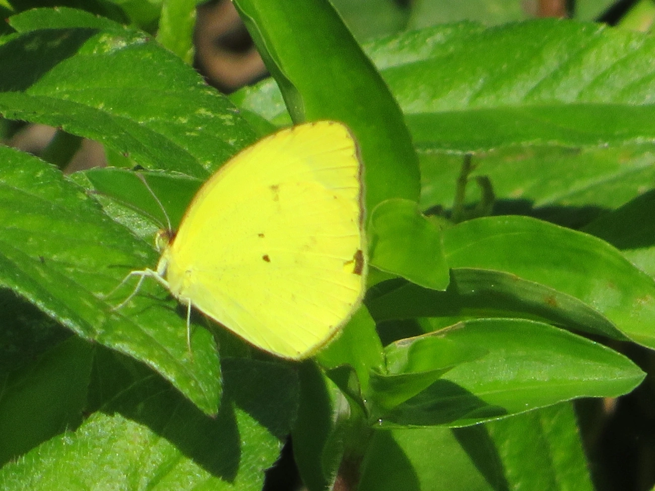 Amarelinha (Eurema nise), insetos, fotografado em Maresias, São Sebastião