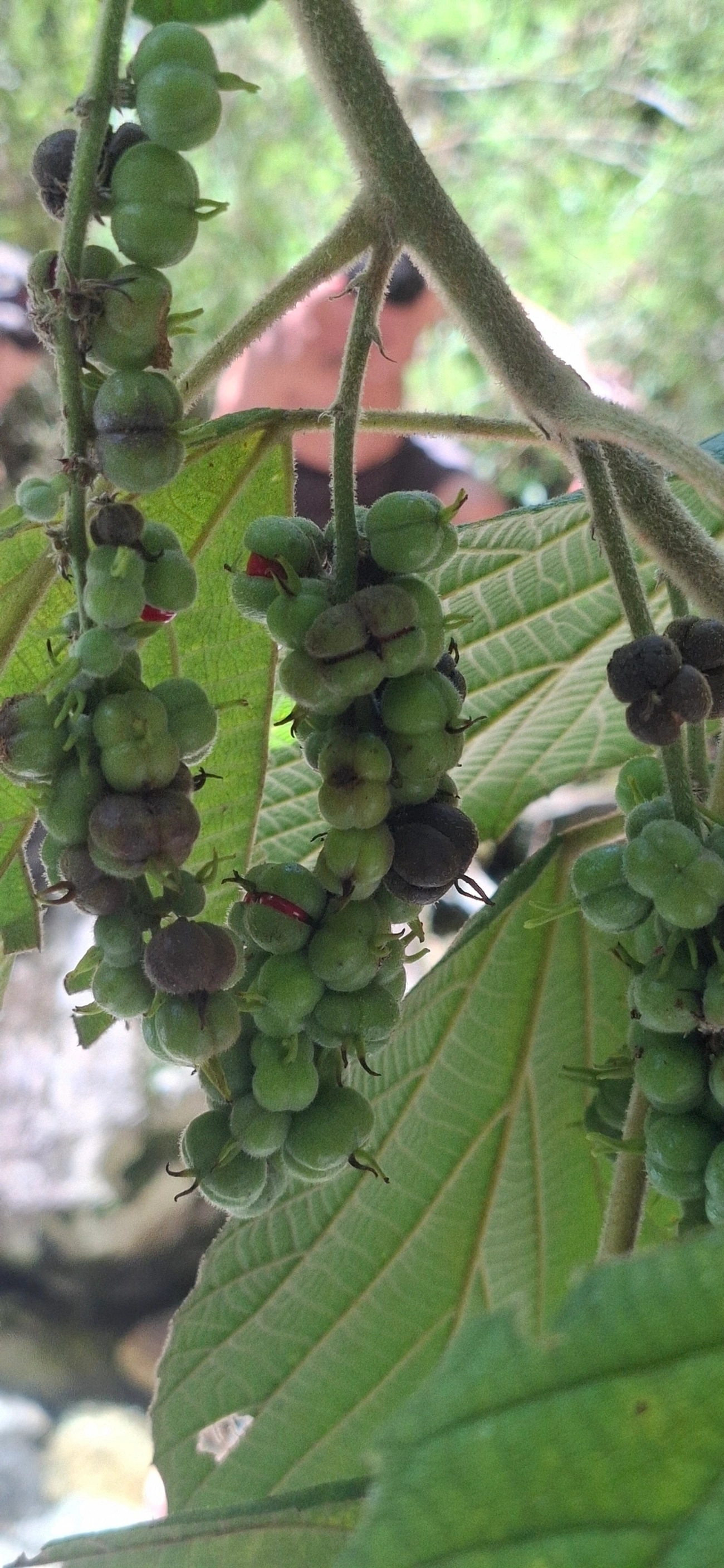 Euforbiáceas (Euphorbiaceae), plantas, fotografado em Queluz