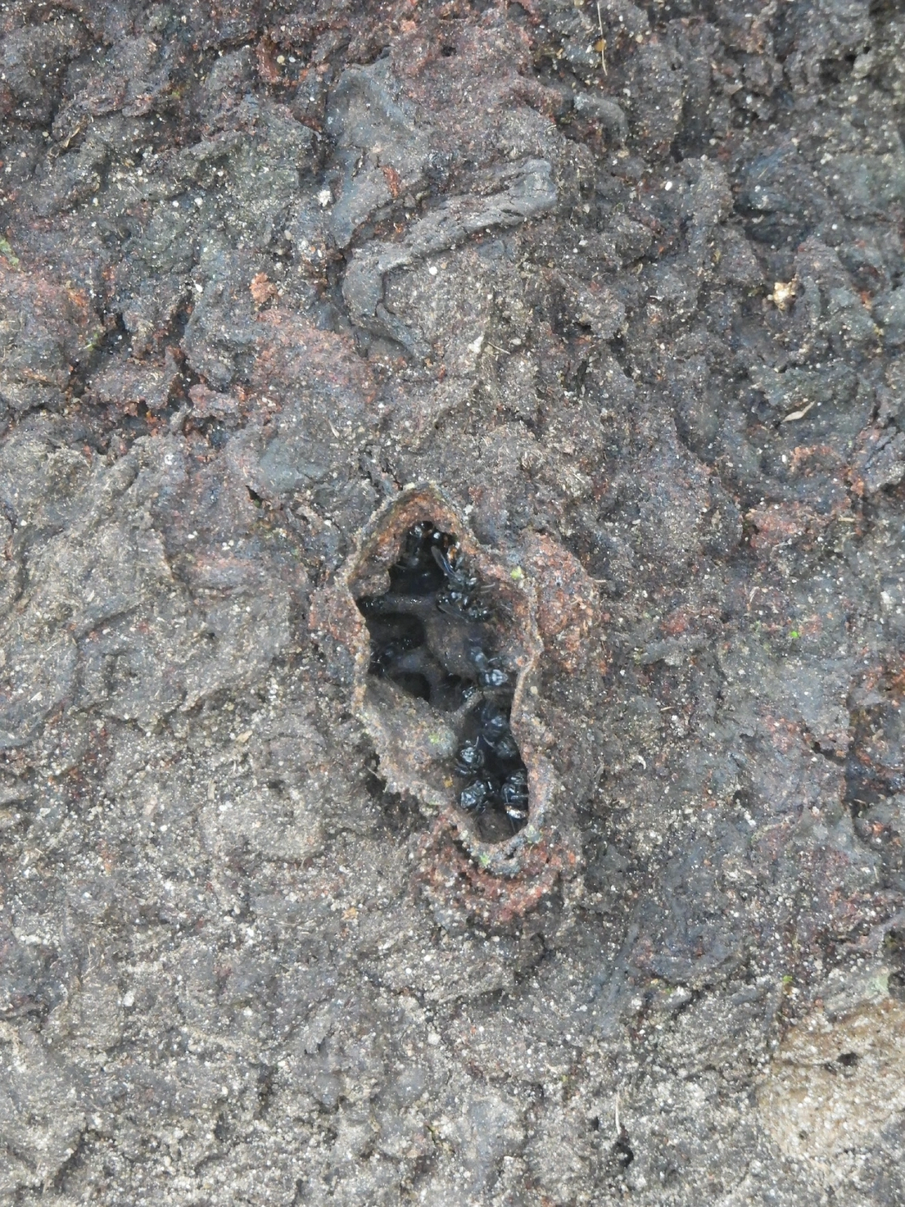 Arapuá (Trigona spinipes), insetos, fotografado em São Sebastião