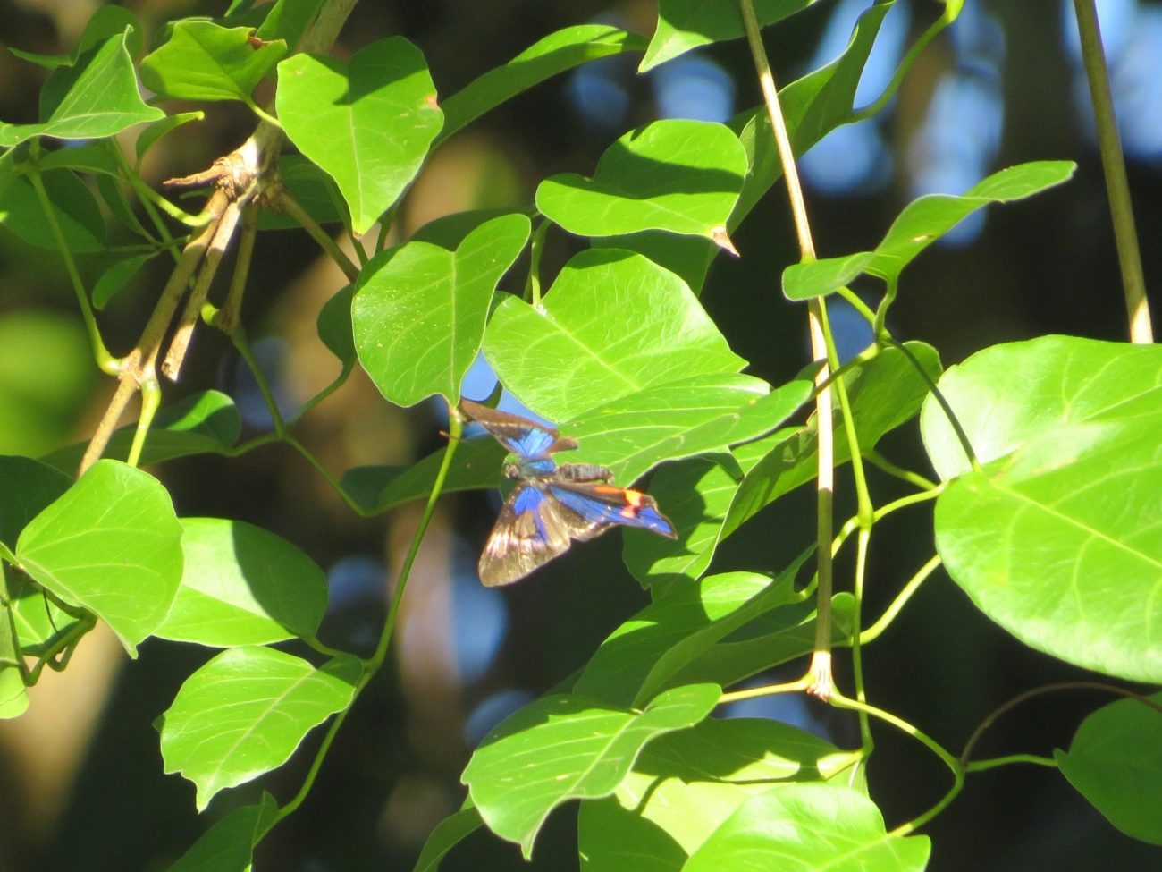 Rhetus periander, insetos, fotografado em Maresias, São Sebastião