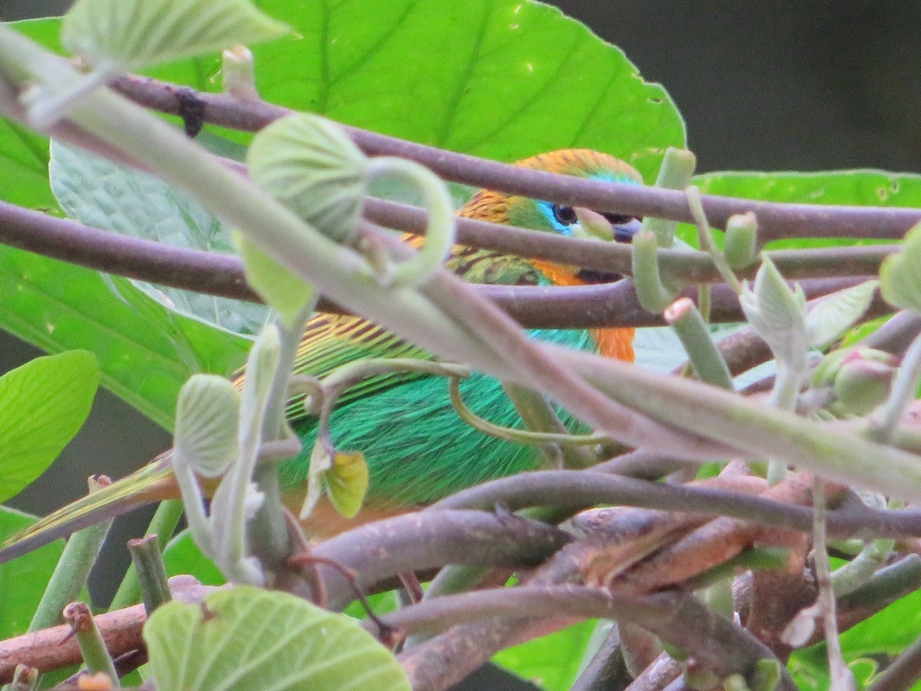 Saíra-lagarta (Tangara desmaresti), aves, fotografado em Maresias, São Sebastião