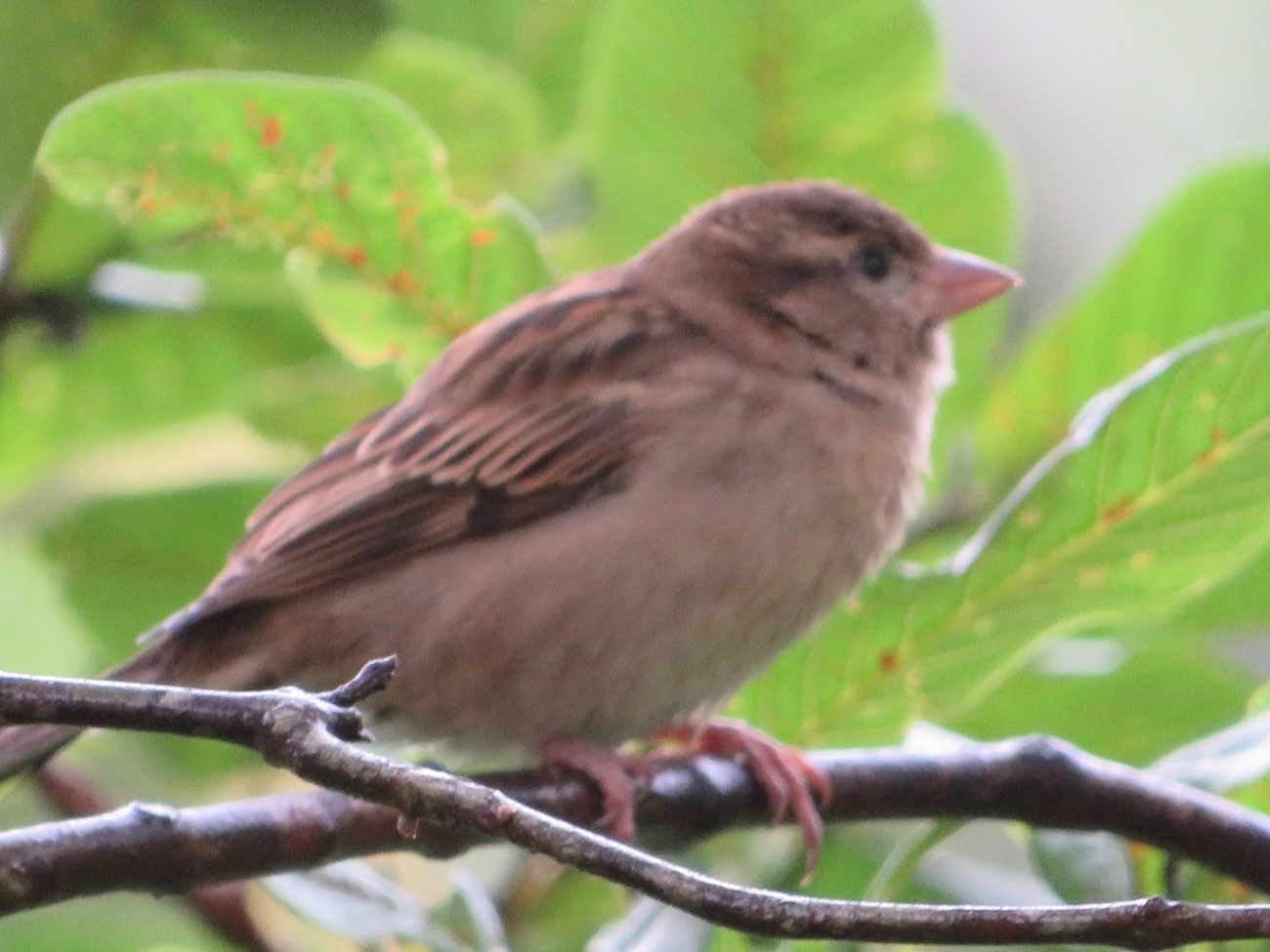 Pardal (Passer domesticus), aves, fotografado em Maresias, São Sebastião