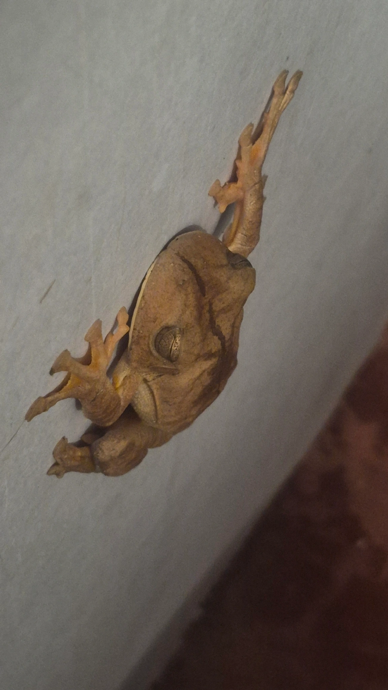 Sapo-martelo (Boana faber), anfíbios, fotografado em Maresias, São Sebastião