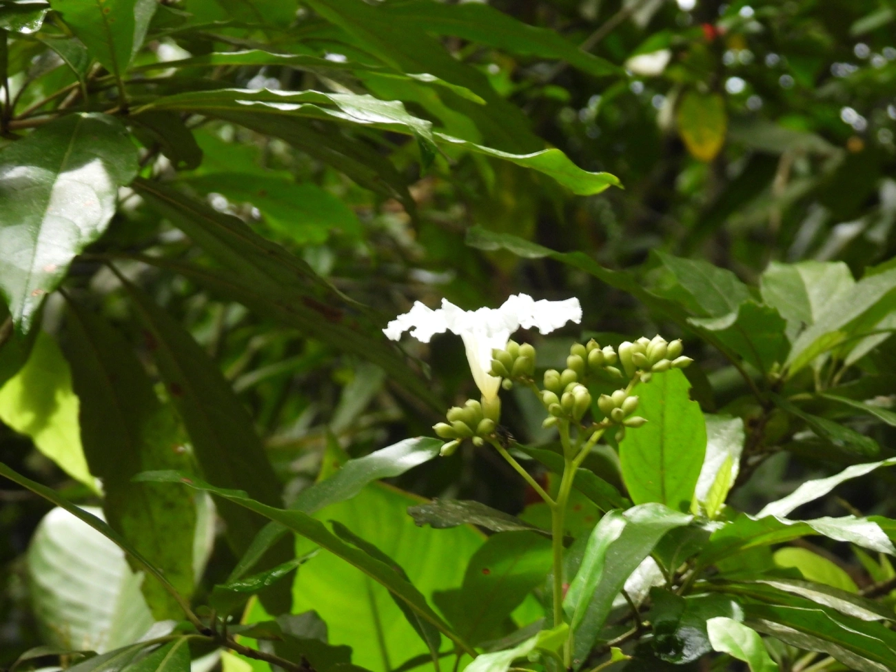 Grão-de-galo (Cordia superba), plantas, fotografado em Boiçucanga, São Sebastião