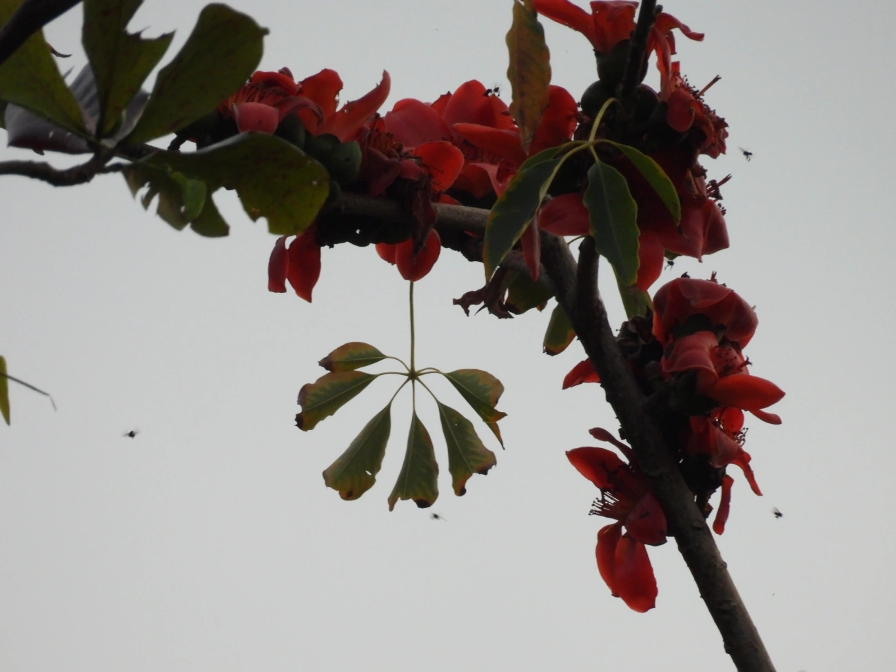 Paineira-vermelha (Bombax ceiba), plantas, fotografado em Maresias, São Sebastião