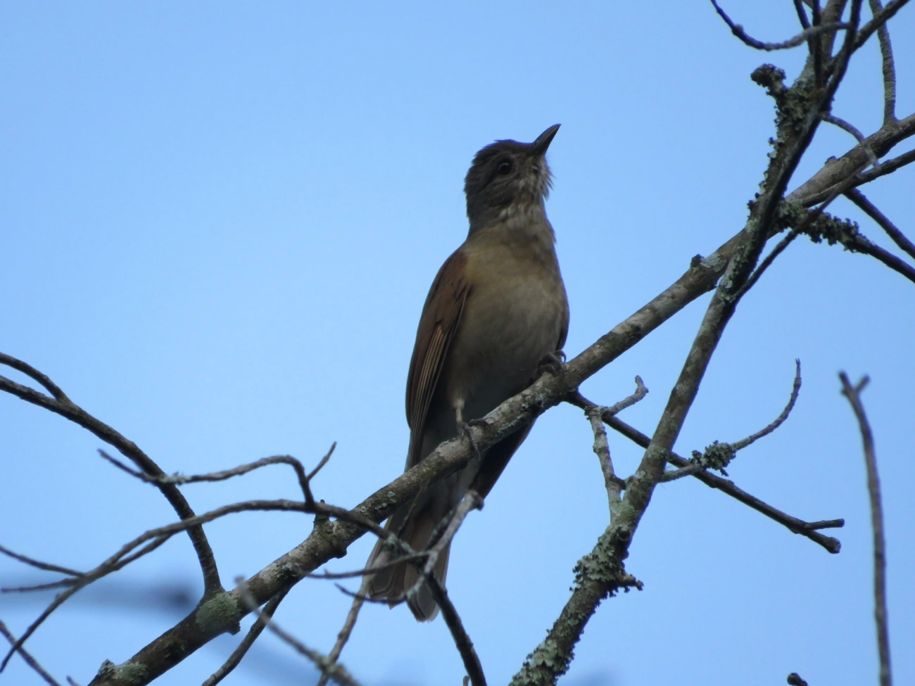 Sabiá-barranco (Turdus leucomelas), aves, fotografado em Maresias, São Sebastião