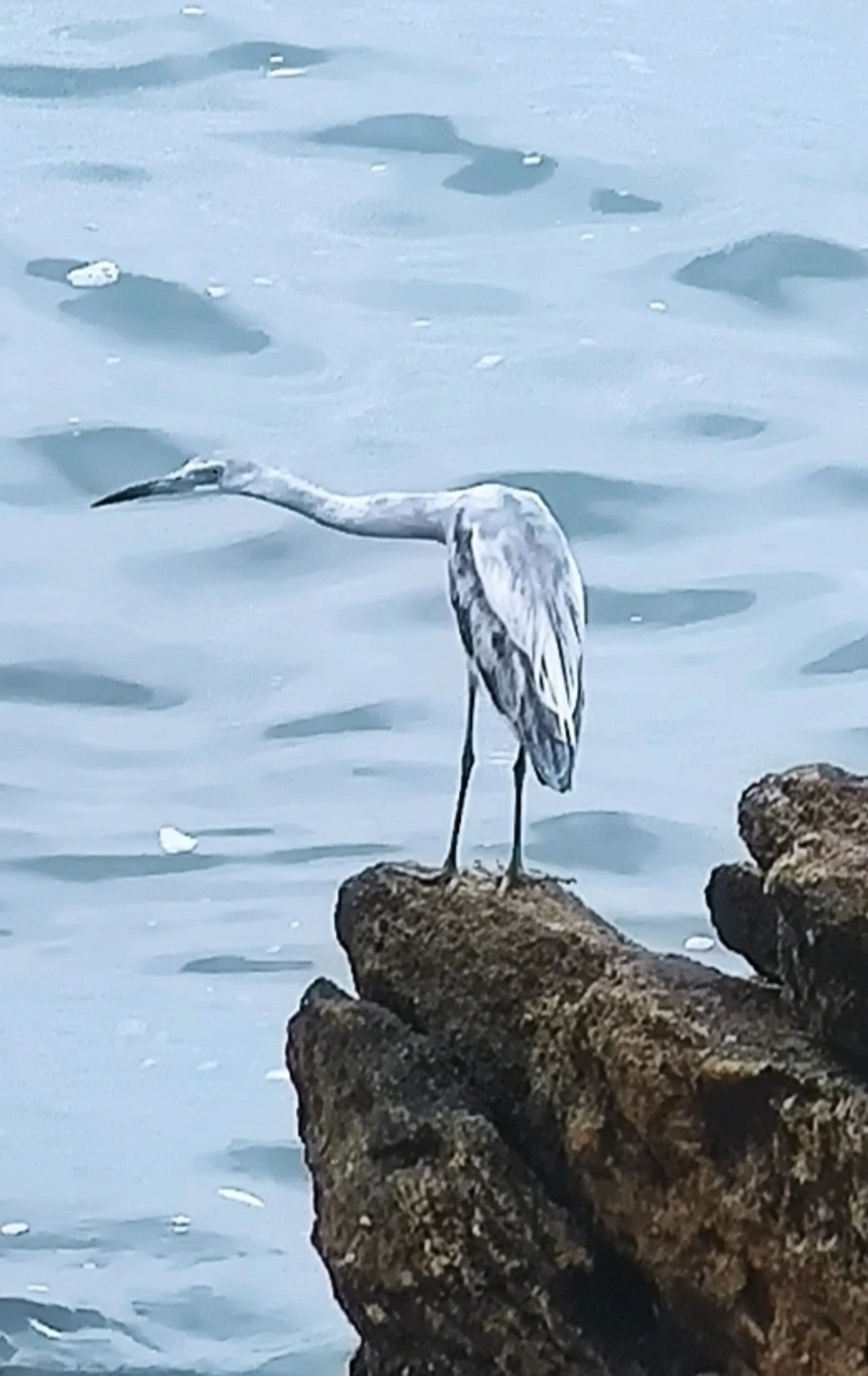 Garça-azul (Egretta caerulea), aves, fotografado em Maresias, São Sebastião