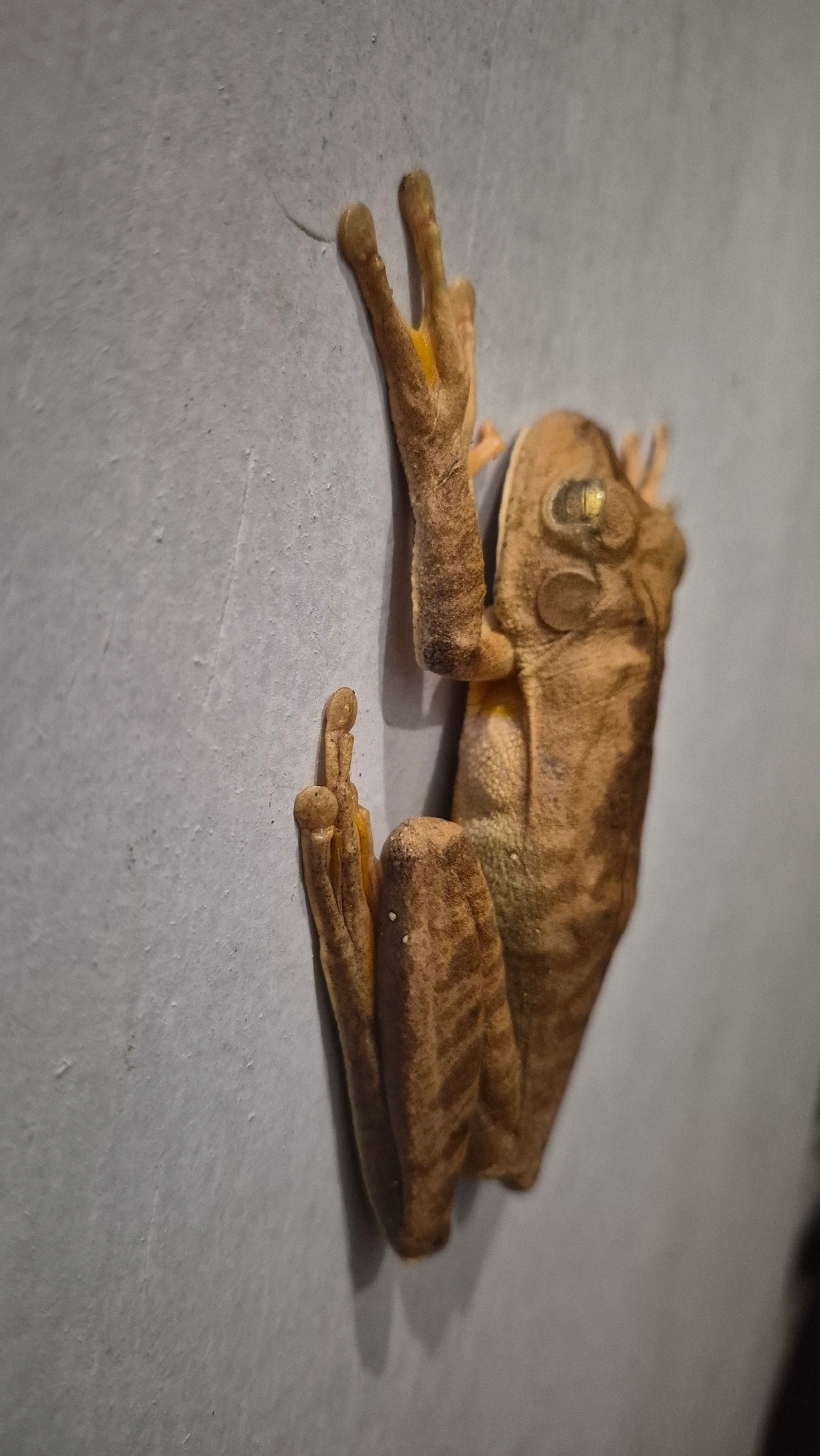 Sapo-martelo (Boana faber), anfíbios, fotografado em Maresias, São Sebastião