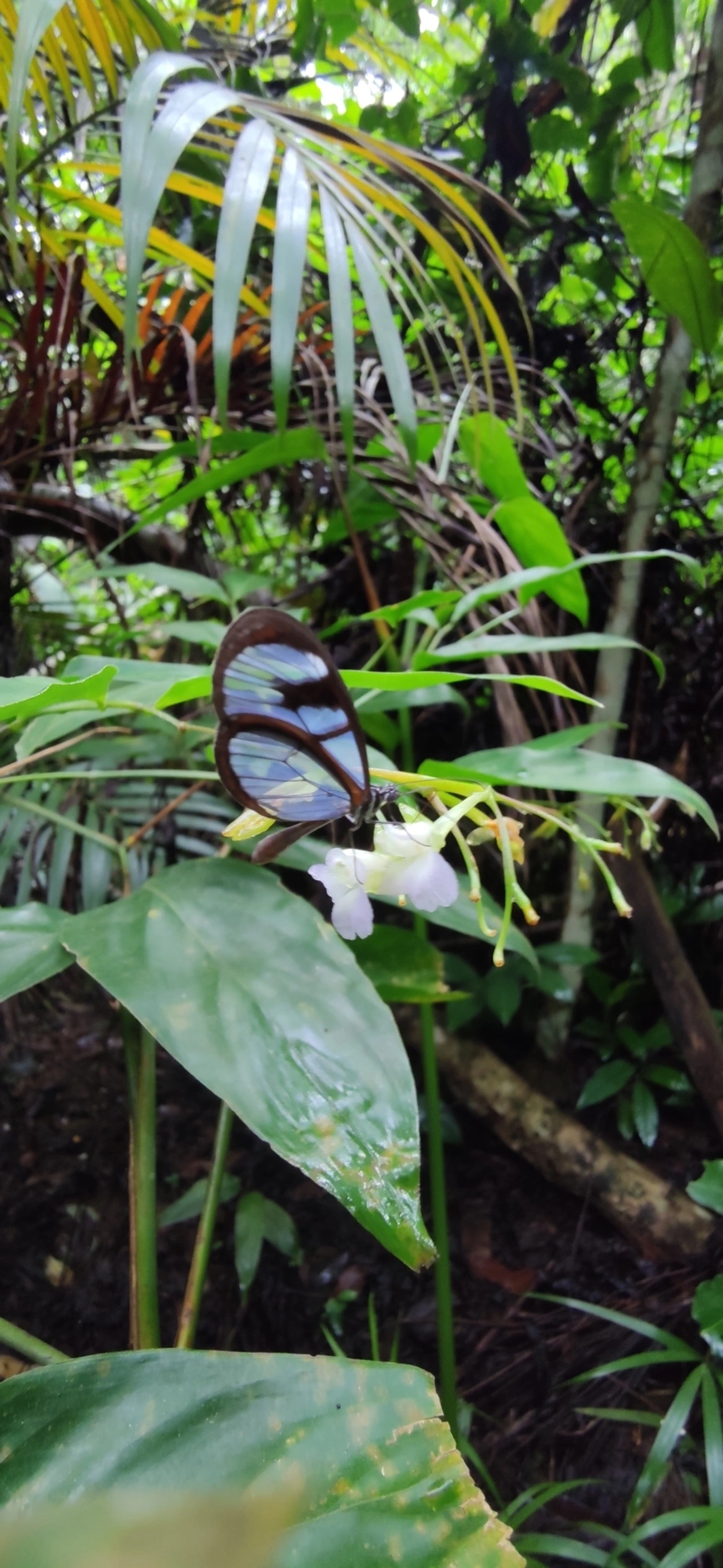 Borboleta-vidro (Oleria aquata), insetos, fotografado em Maresias, São Sebastião