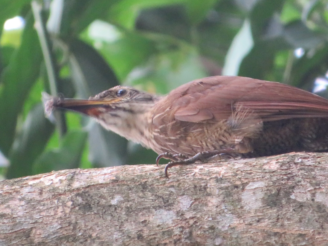 Arapaçu-grande (Dendrocolaptes platyrostris), aves, fotografado em Maresias, São Sebastião