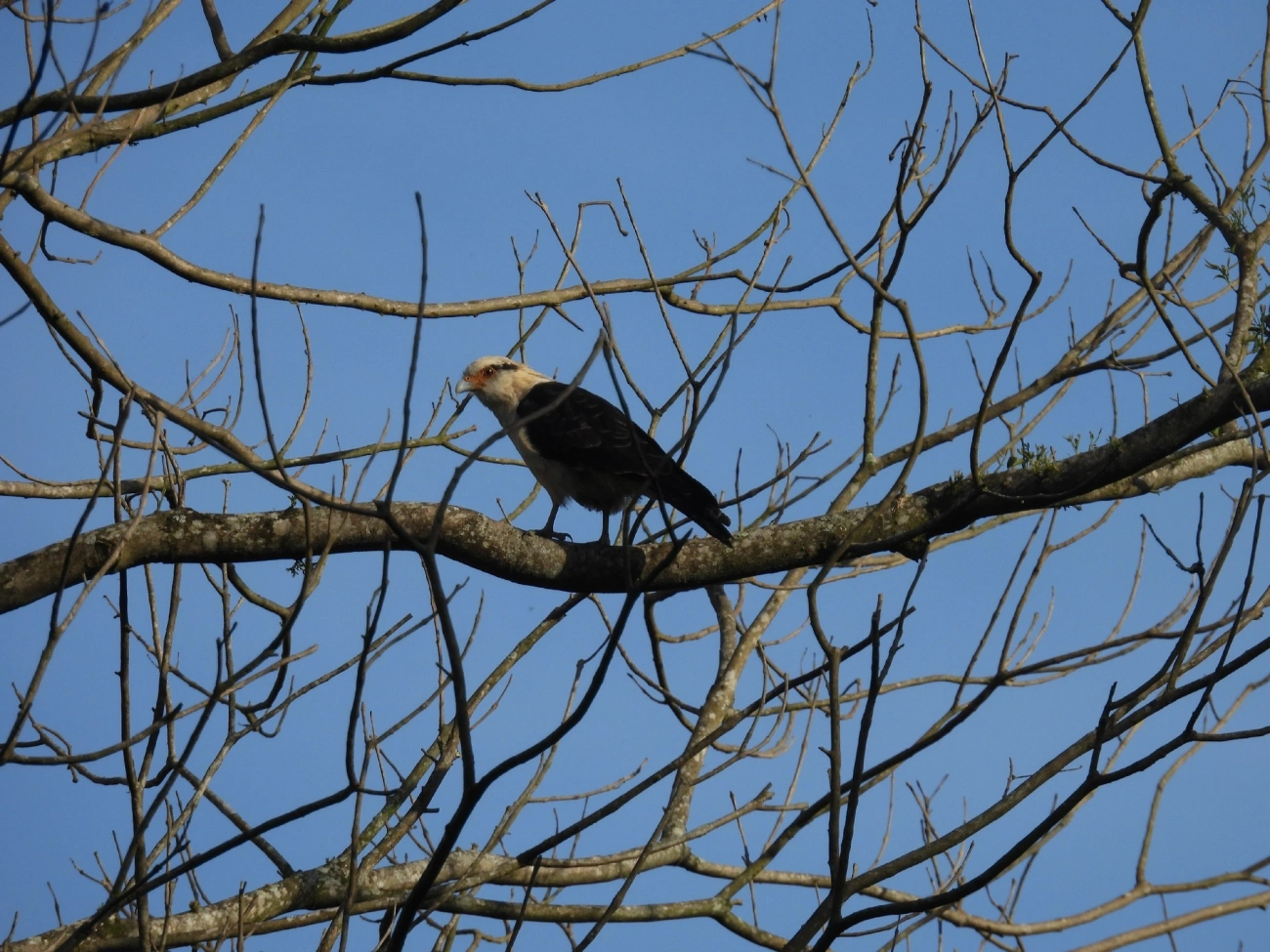 Carrapateiro (Daptrius chimachima), aves, fotografado em Queluz
