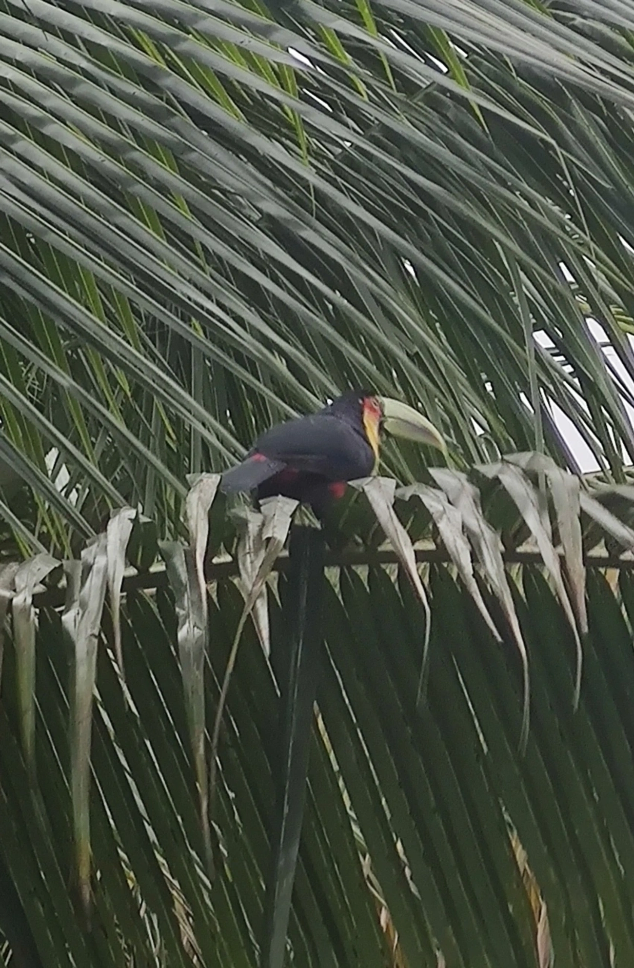 Tucano-de-bico-verde (Ramphastos dicolorus), aves, fotografado em Maresias, São Sebastião