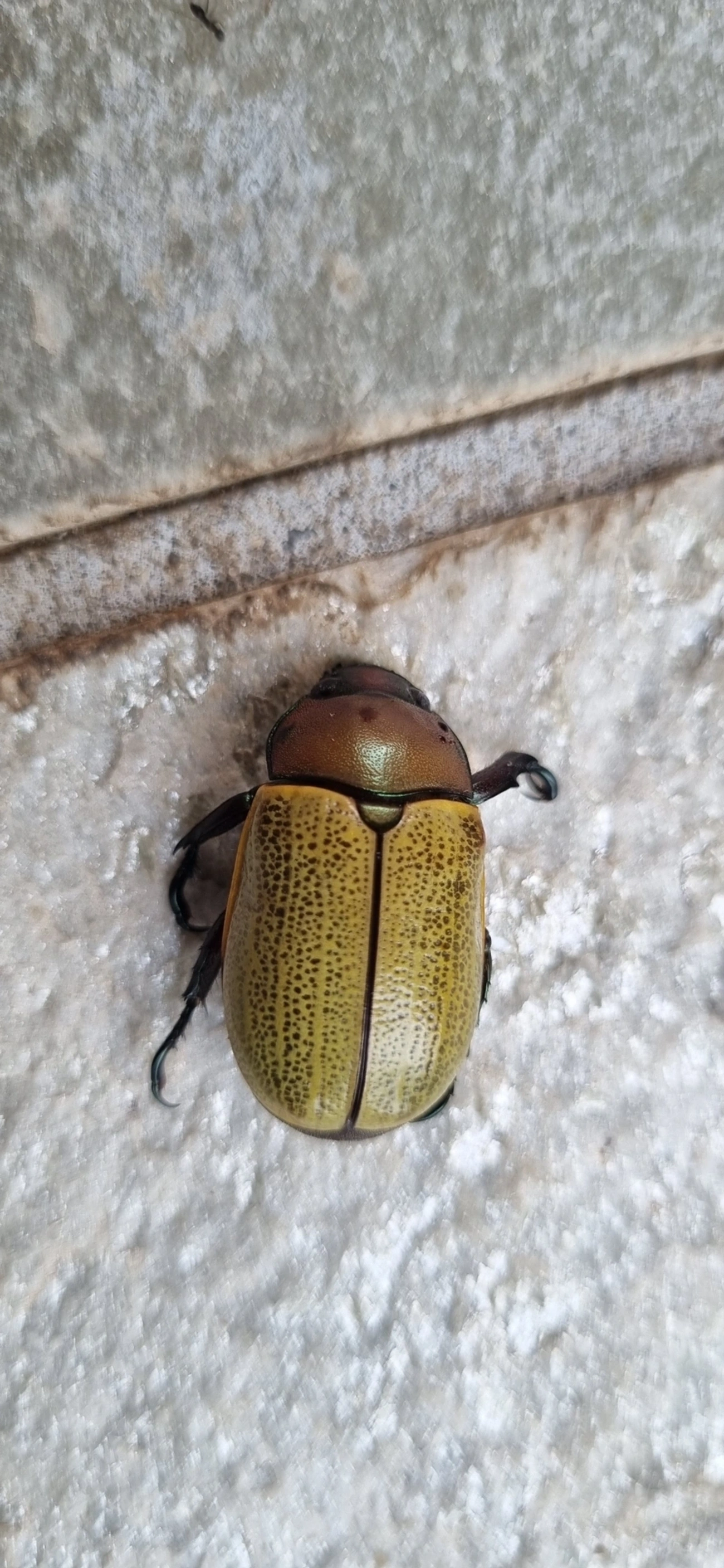 Pelidnota sordida, insetos, fotografado em Itu