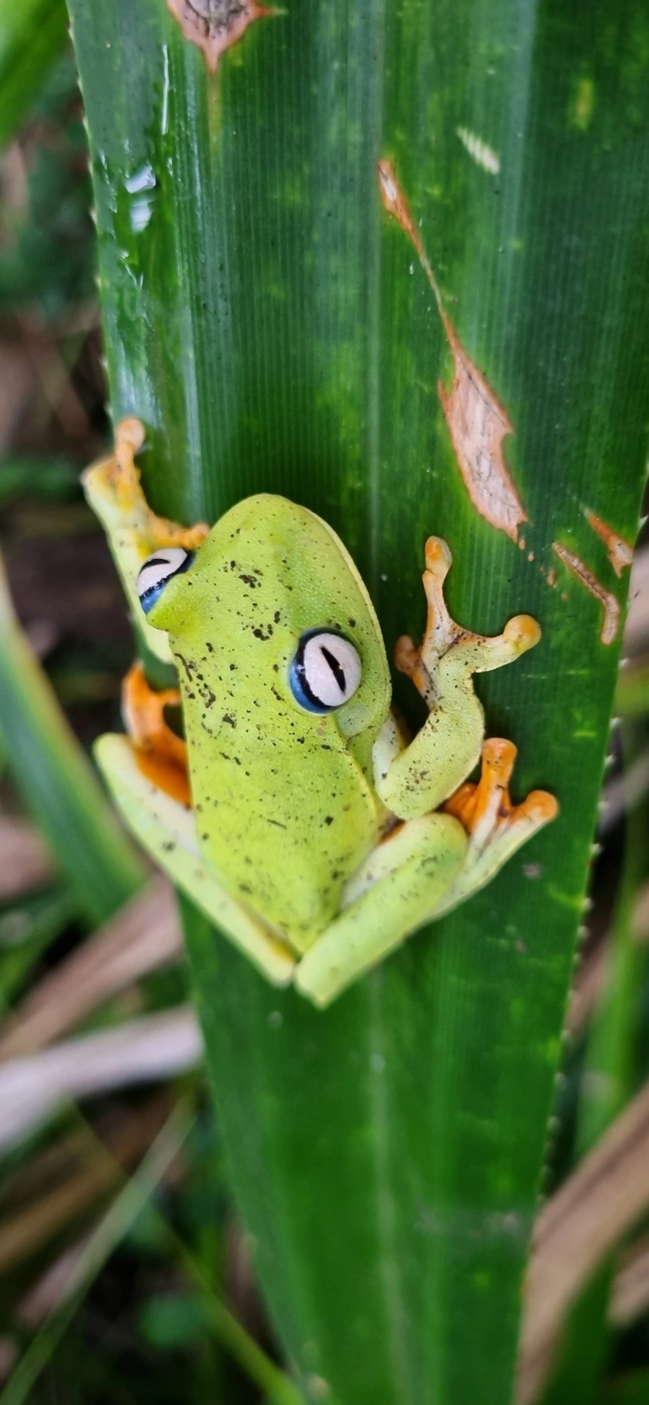 Perereca-araponga (Boana albomarginata), anfíbios, fotografado em Maresias, São Sebastião