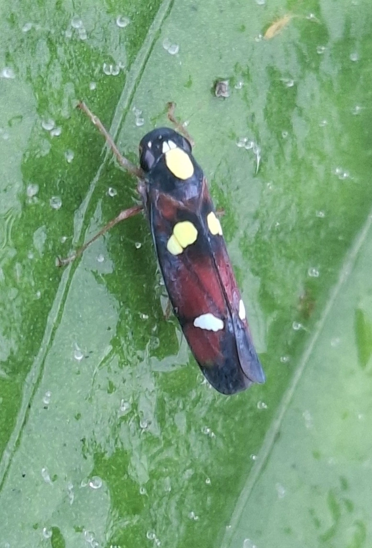 Cigarrinha (Erythrogonia hertha), insetos, fotografado em Maresias, São Sebastião