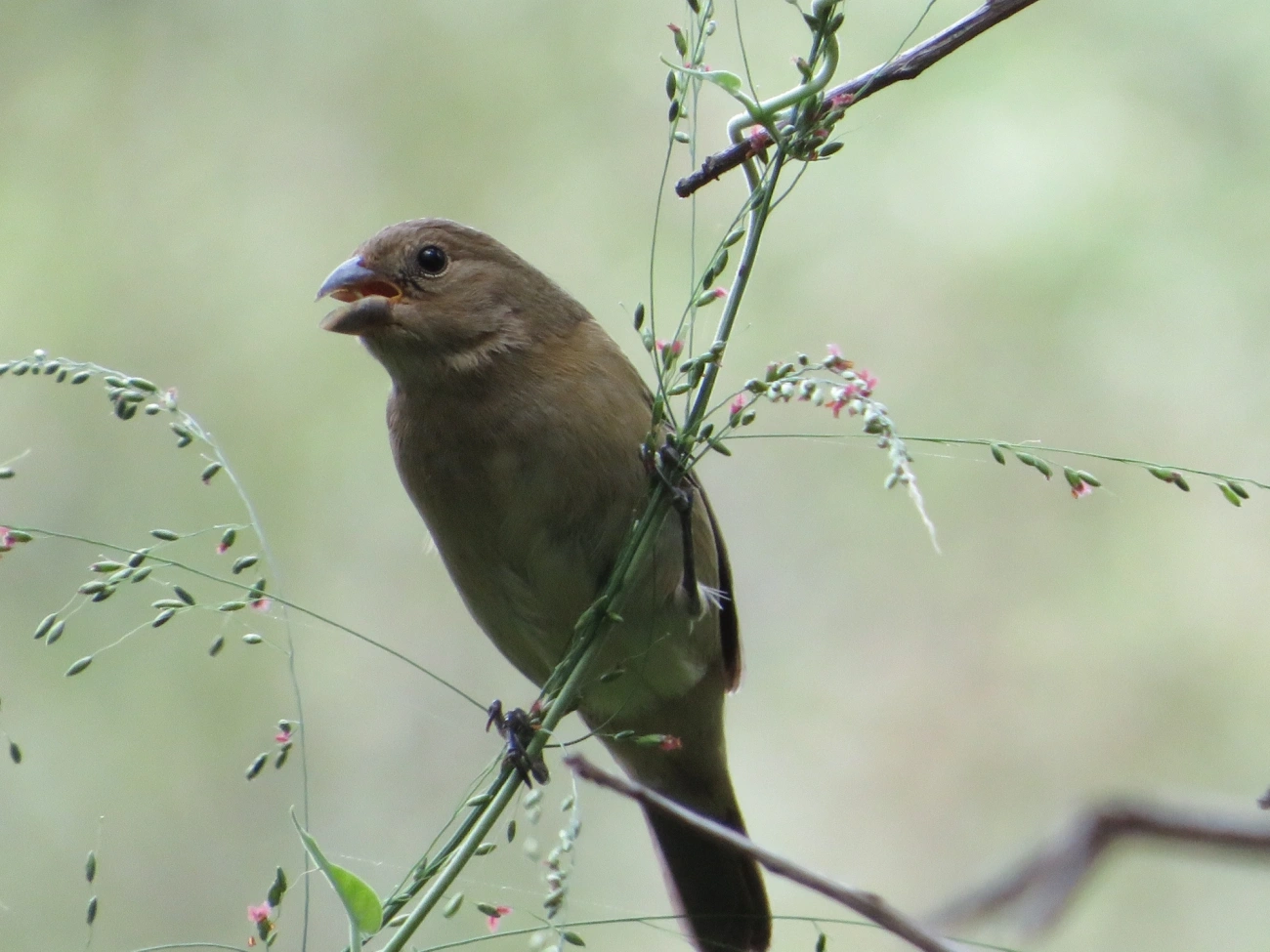 Coleirinho (Sporophila caerulescens), aves, fotografado em Maresias, São Sebastião