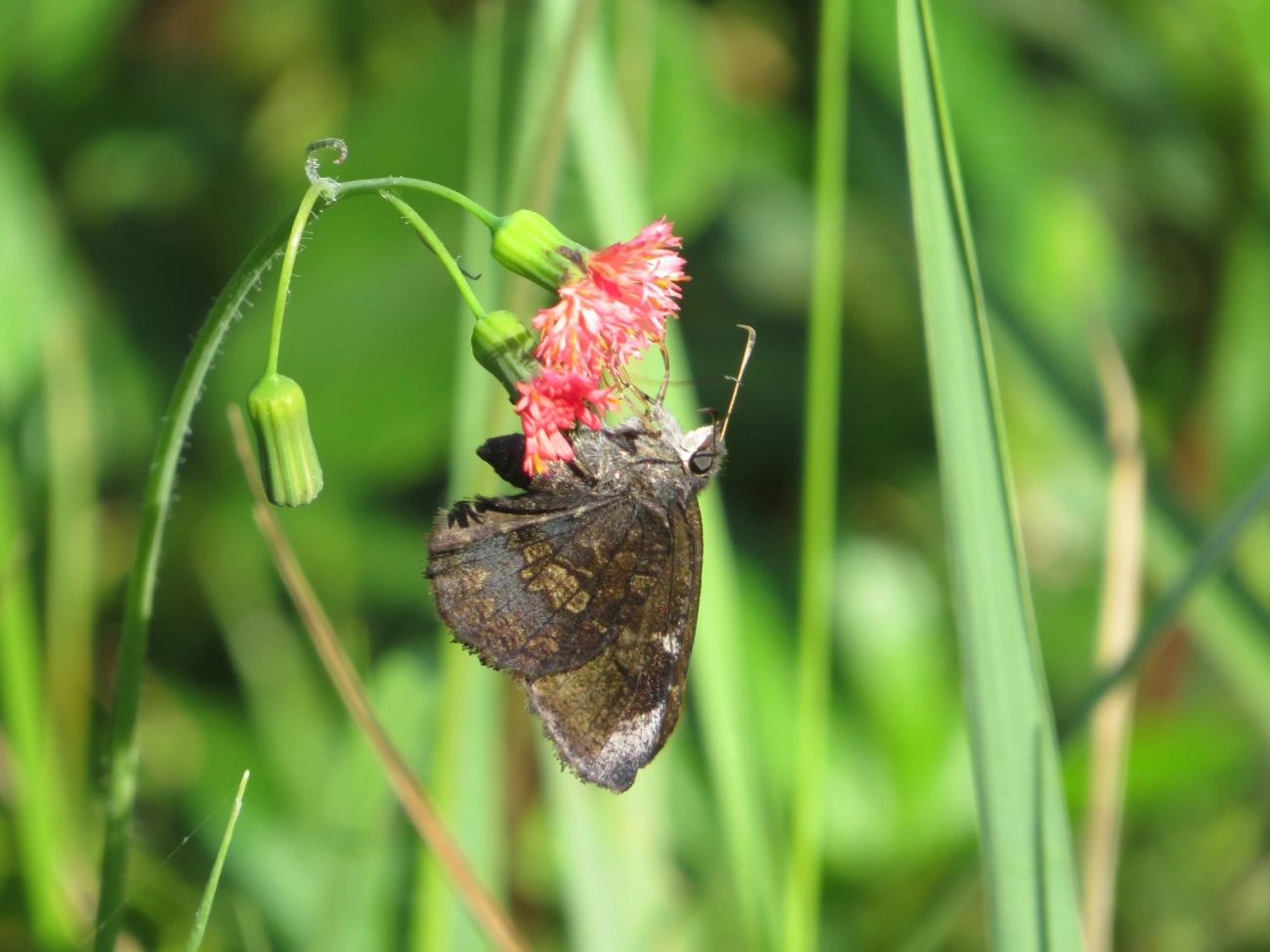 Eudaminae, insetos, fotografado em Maresias, São Sebastião