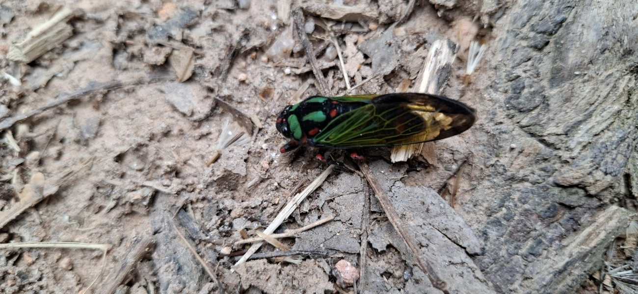 Cigarra-Formosa (Carineta diardi), insetos, fotografado em Itamonte