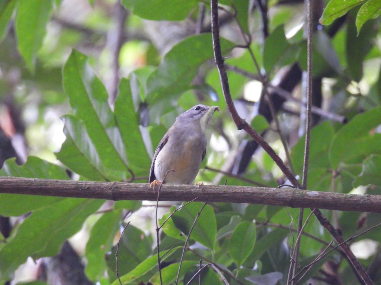 Pula-Pula (Basileuterus culicivorus), aves, fotografado em Cabreúva