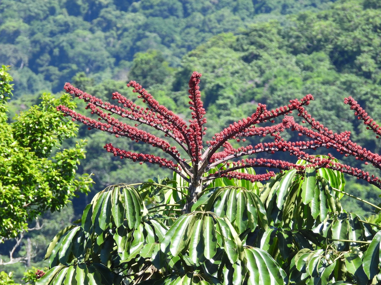 Cheflera-arbórea (Heptapleurum actinophyllum), plantas, fotografado em Maresias, São Sebastião