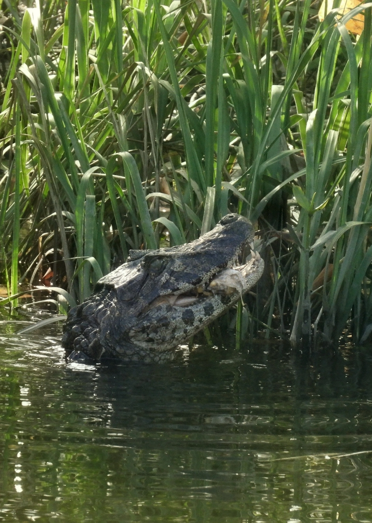Jacaré-do-papo-amarelo (Caiman latirostris), répteis, fotografado em Cananéia