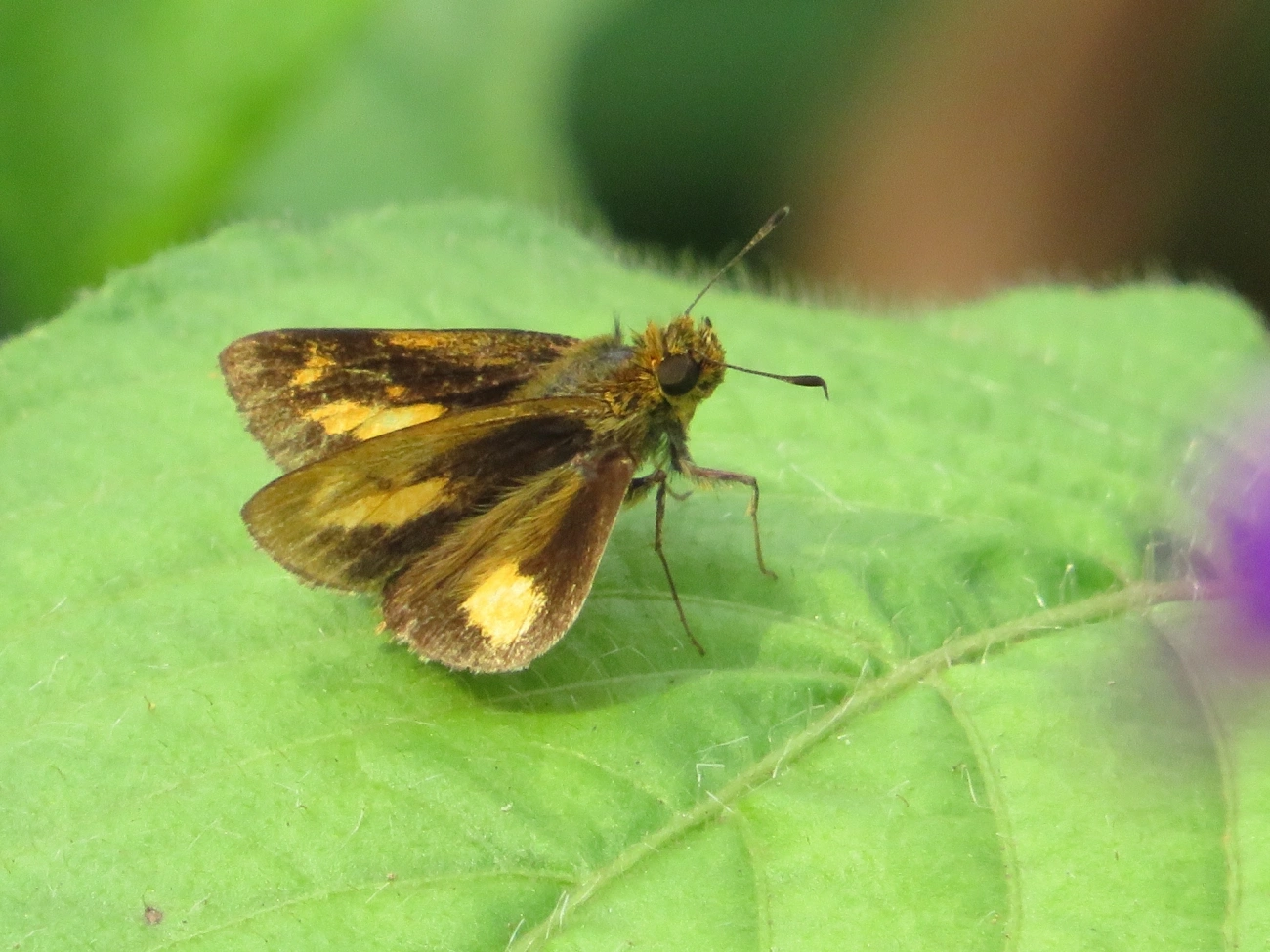 Saltadora-das-trilhas (Anthoptus epictetus), insetos, fotografado em Maresias, São Sebastião