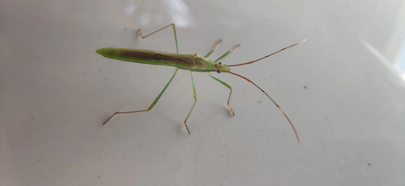 Stenocoris, insetos, fotografado em Maresias, São Sebastião