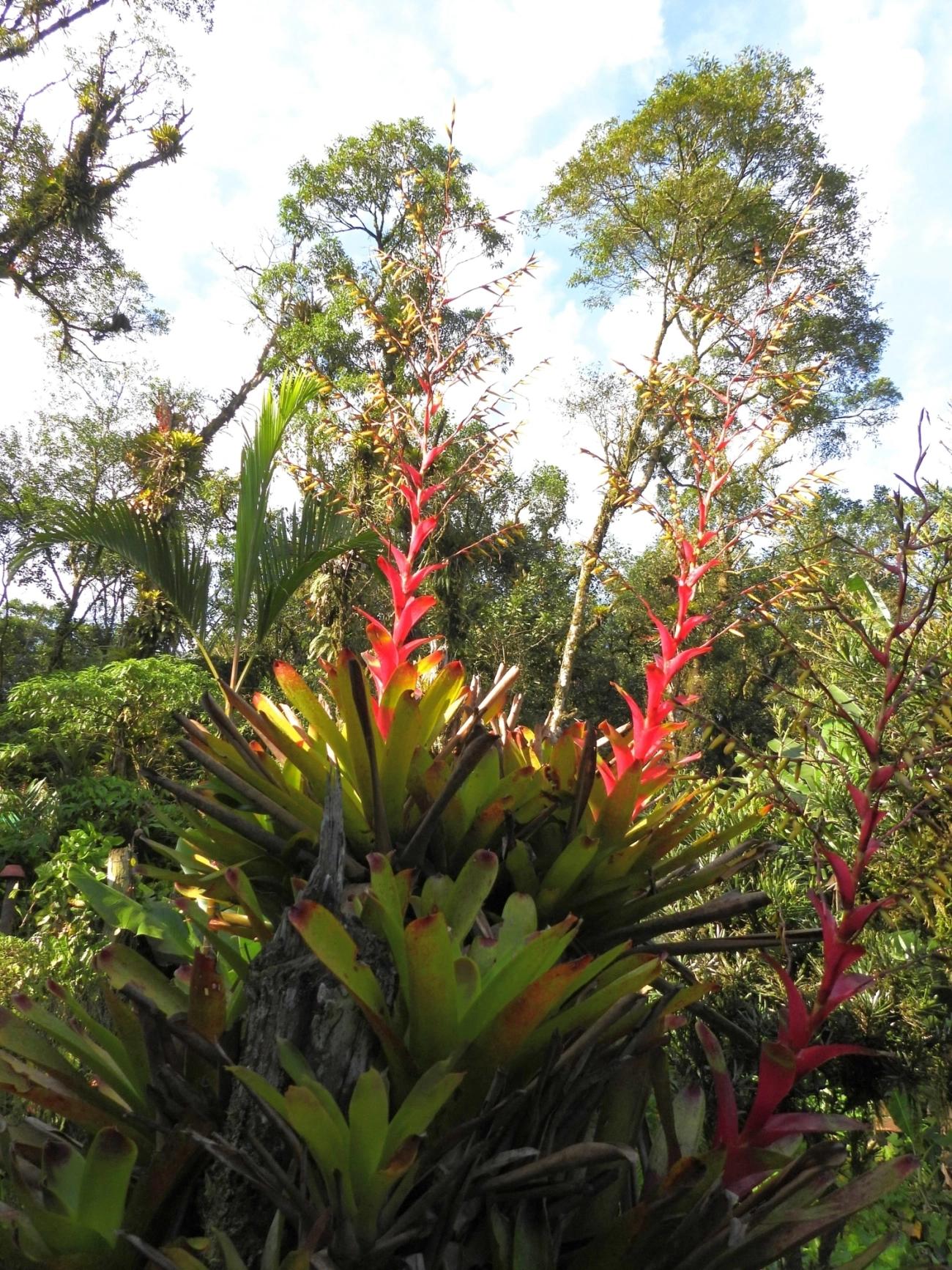 Bromélia-ponta-preta (Vriesea philippocoburgi), plantas, fotografado em Paranapiacaba
